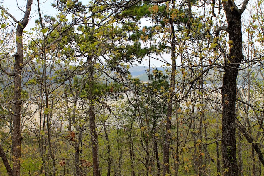 Trophy Ridge Phase III Tract 50 photo 17