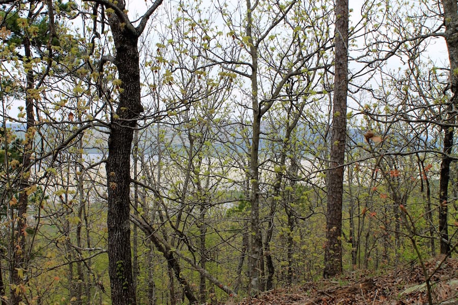 Trophy Ridge Phase III Tract 50 photo 18