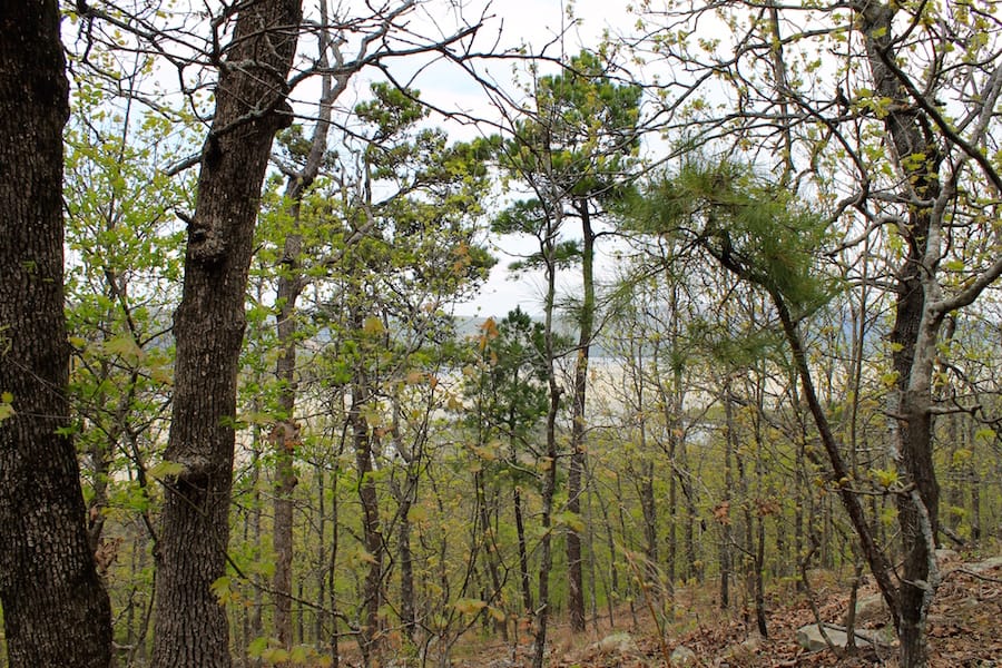 Trophy Ridge Phase III Tract 50 photo 19