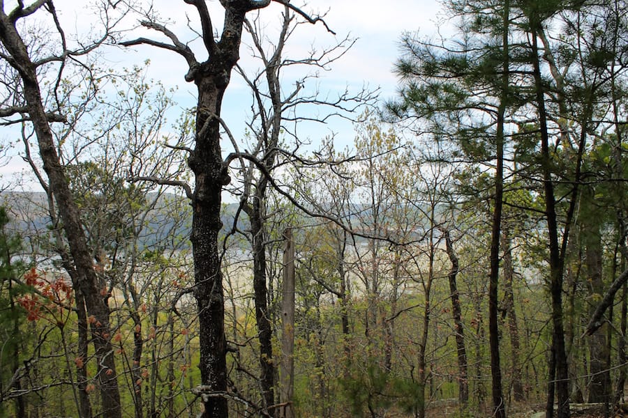 Trophy Ridge Phase III Tract 50 photo 21