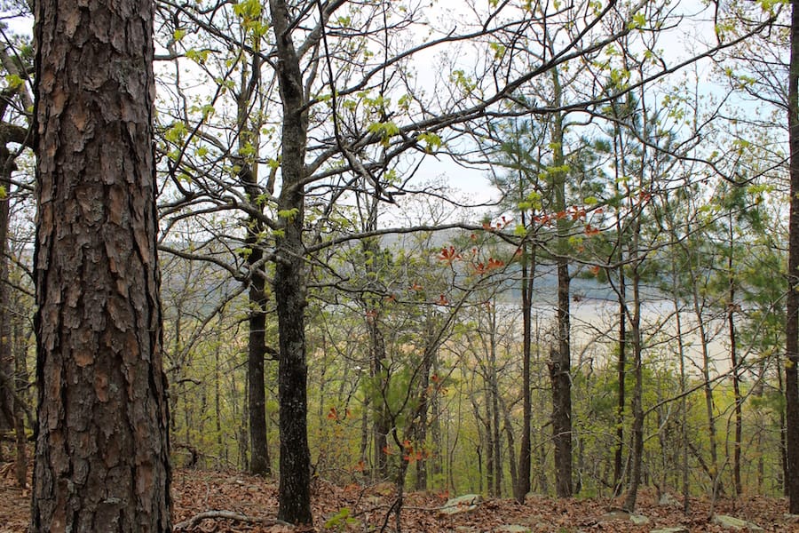 Trophy Ridge Phase III Tract 50 photo 22