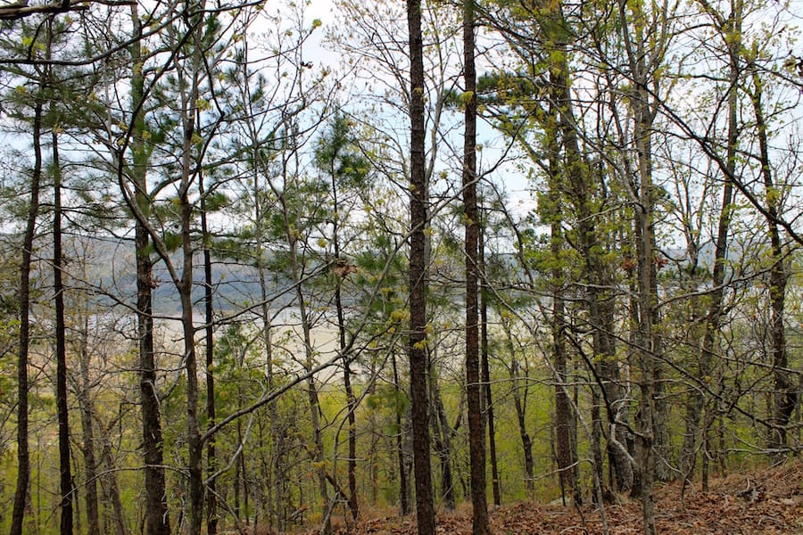 Trophy Ridge Phase III Tract 50 photo 24