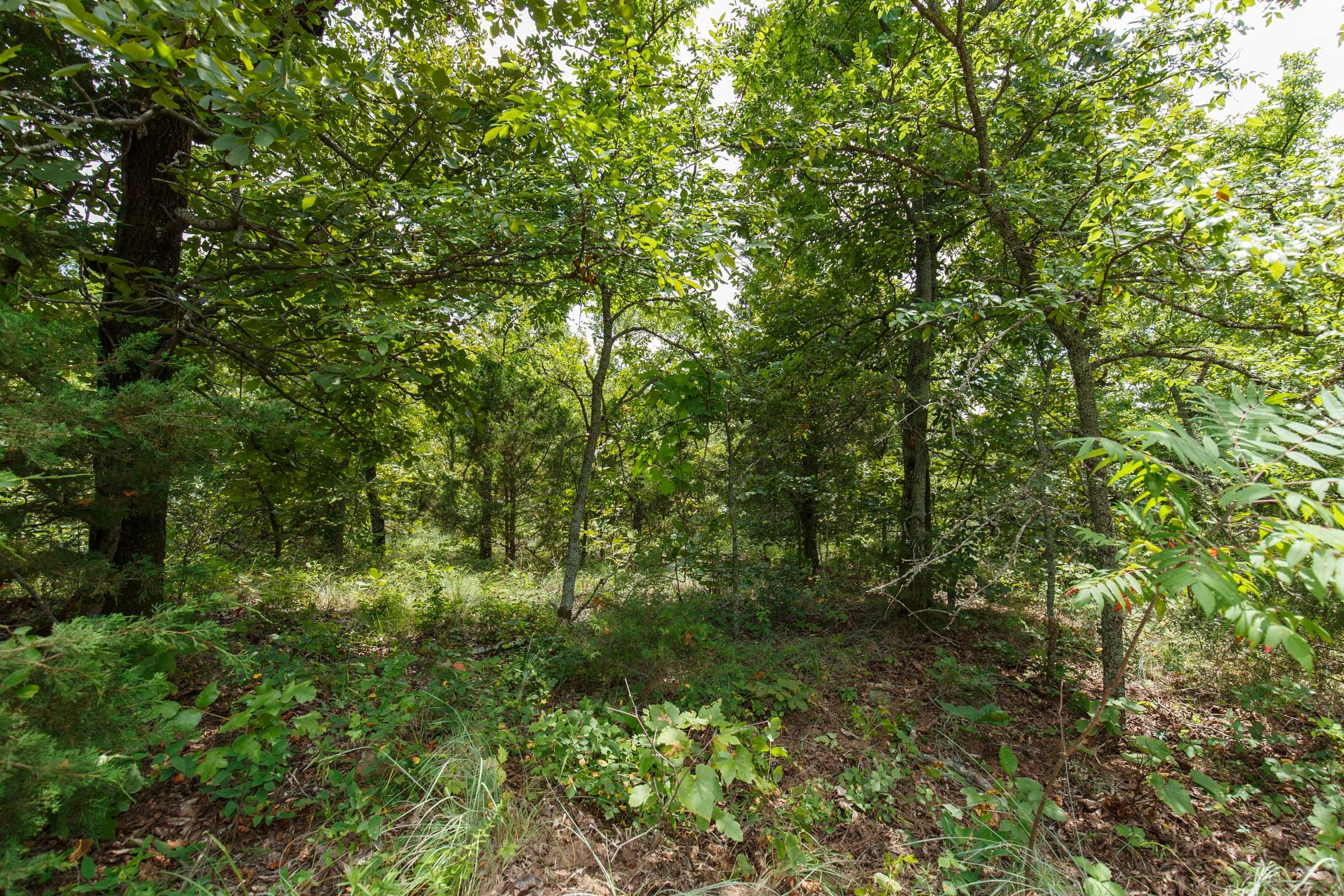 Timber Ridge Tract 21 photo 2