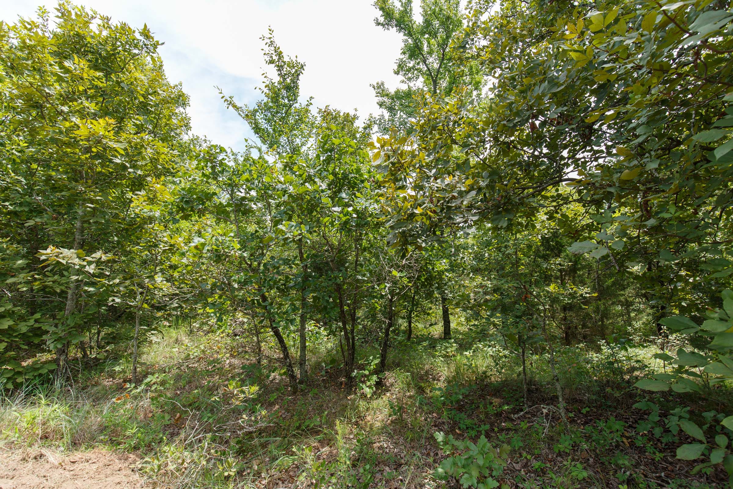 Timber Ridge Tract 21 photo 3