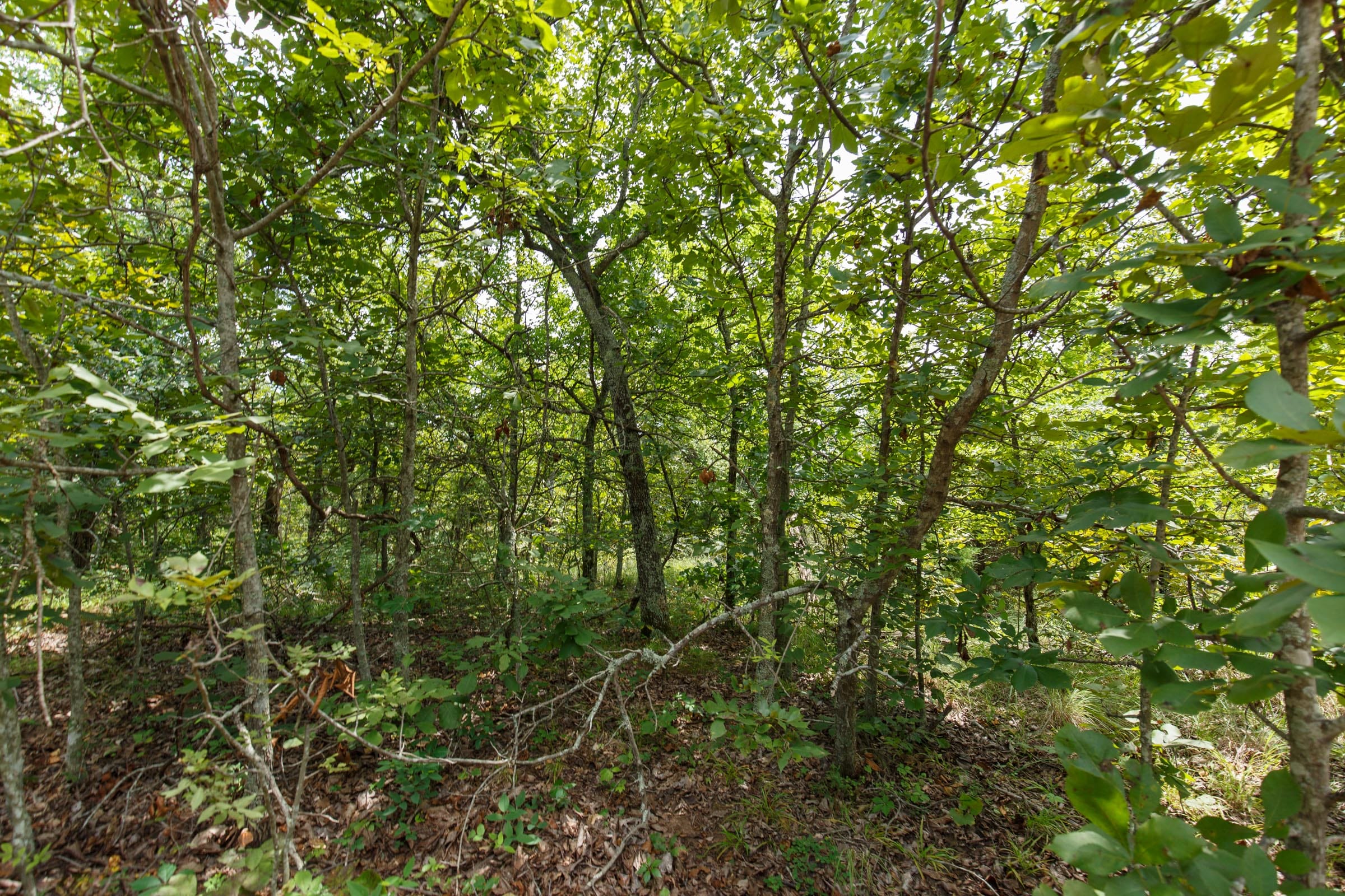 Timber Ridge Tract 21 photo 5