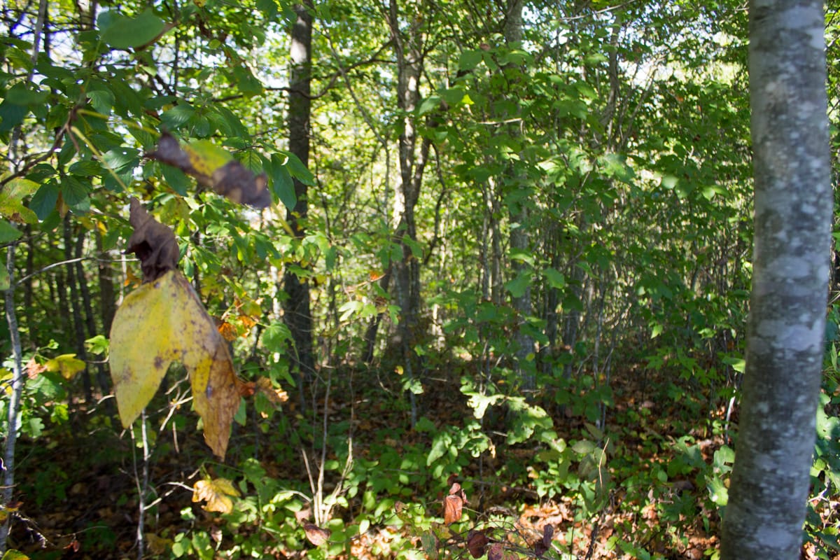 Black Oak Ranch Tract 8 photo 4