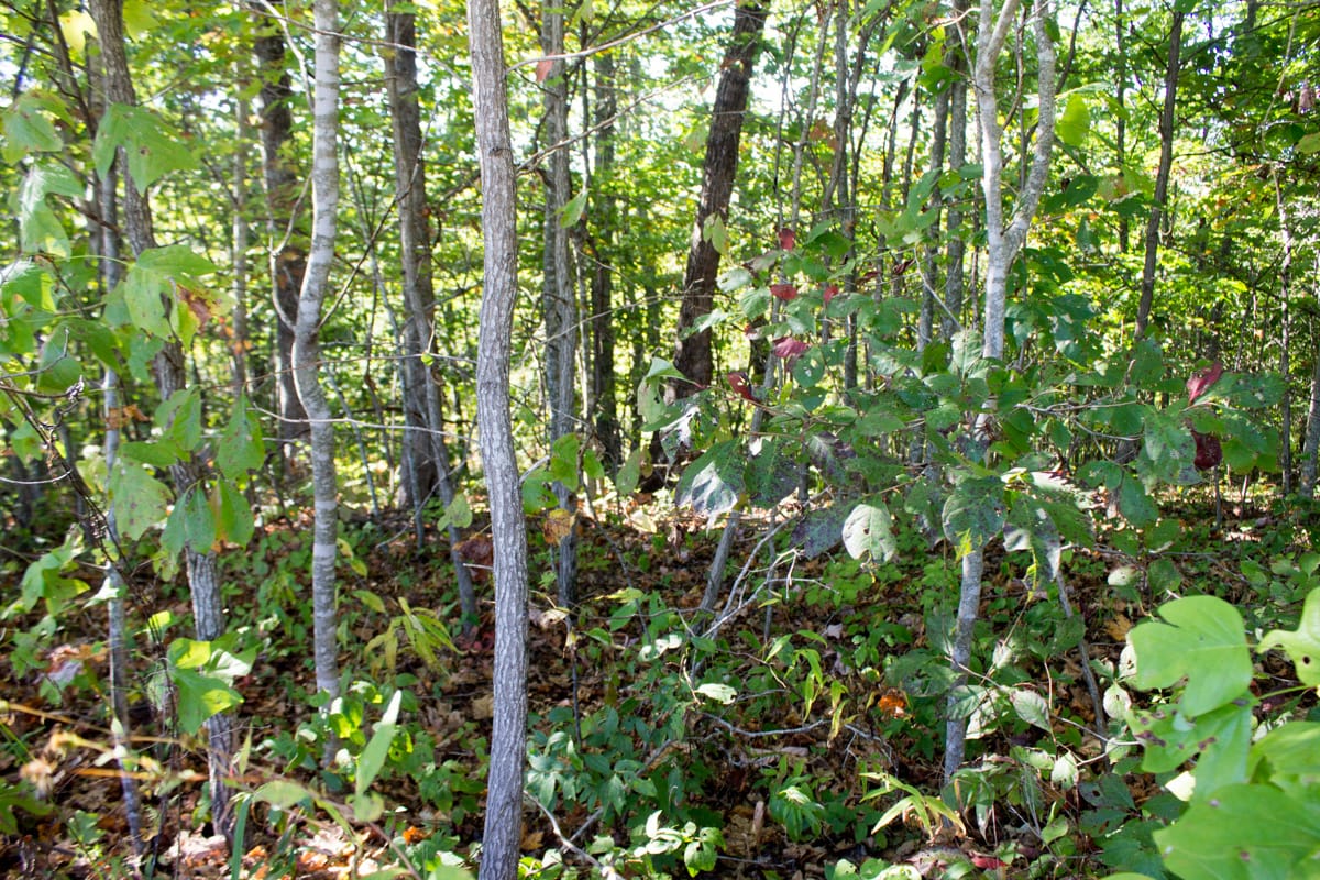 Black Oak Ranch Tract 8 photo 1