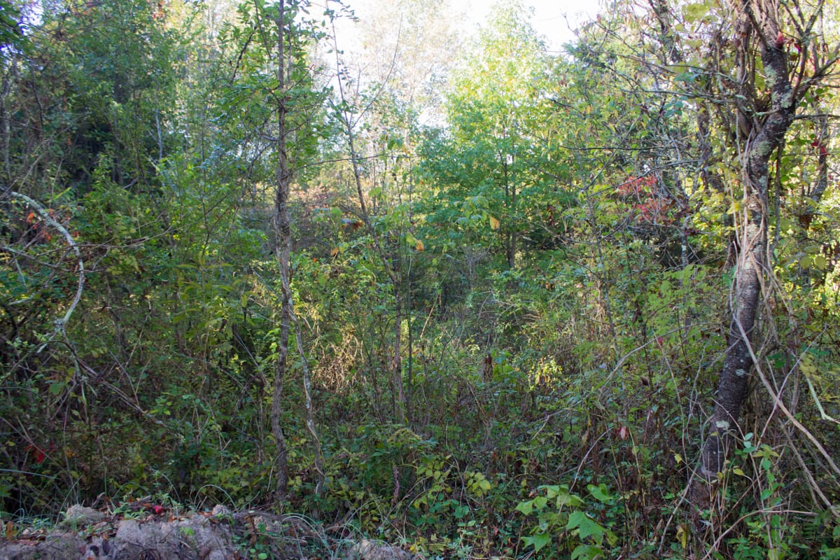 Black Oak Ranch Tract 8 photo 5