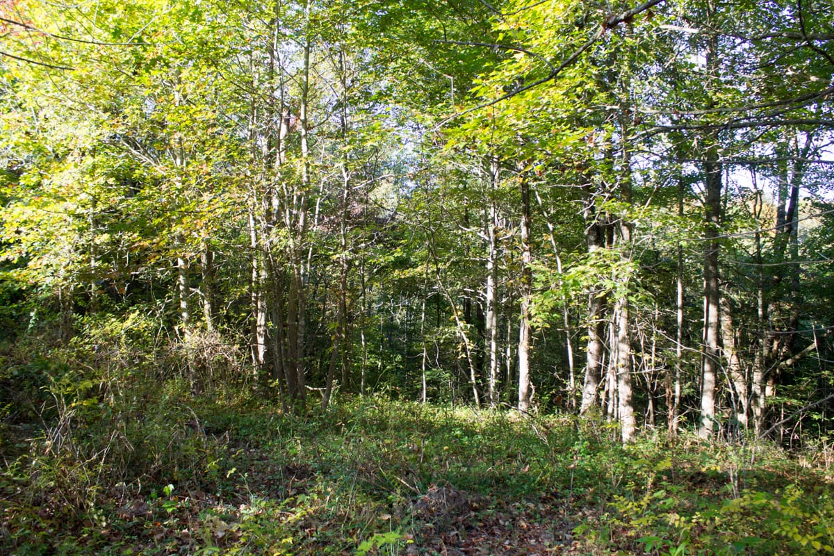 Black Oak Ranch Tract 8 photo 8