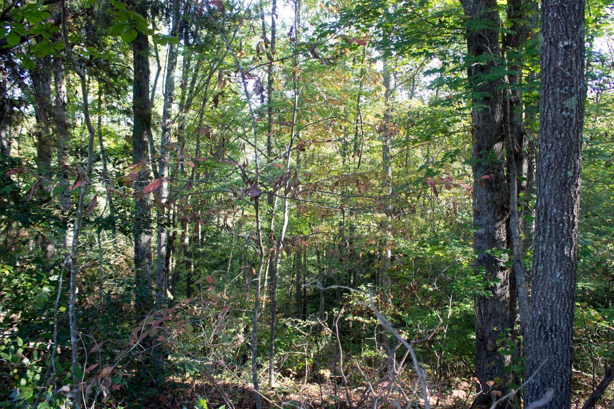 Black Oak Ranch Tract 8 photo 9