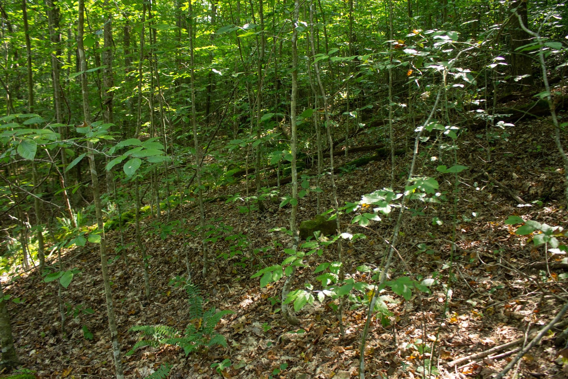 Bluegrass Ridge Tract 10 photo 3