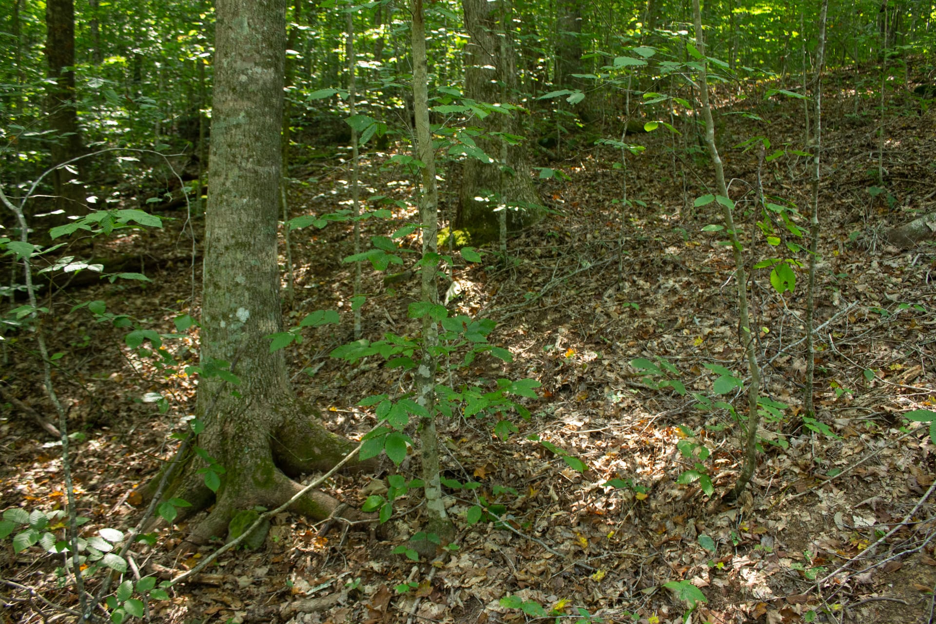 Bluegrass Ridge Tract 10 photo 4