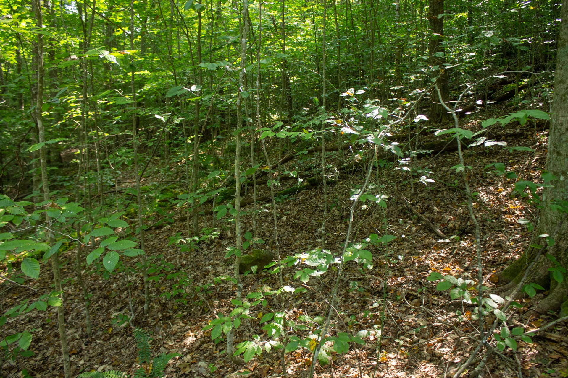 Bluegrass Ridge Tract 10 photo 5
