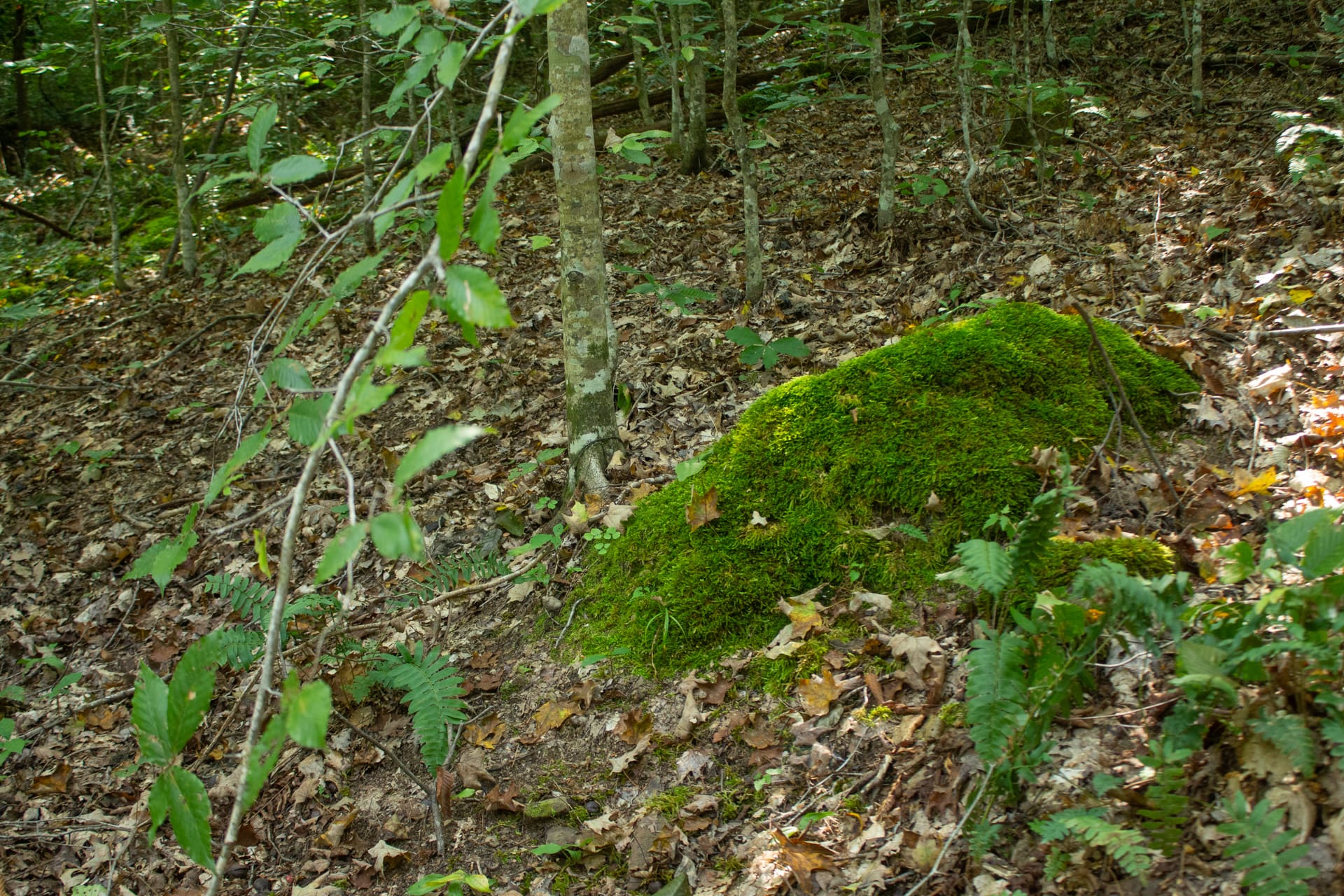 Bluegrass Ridge Tract 10 photo 6