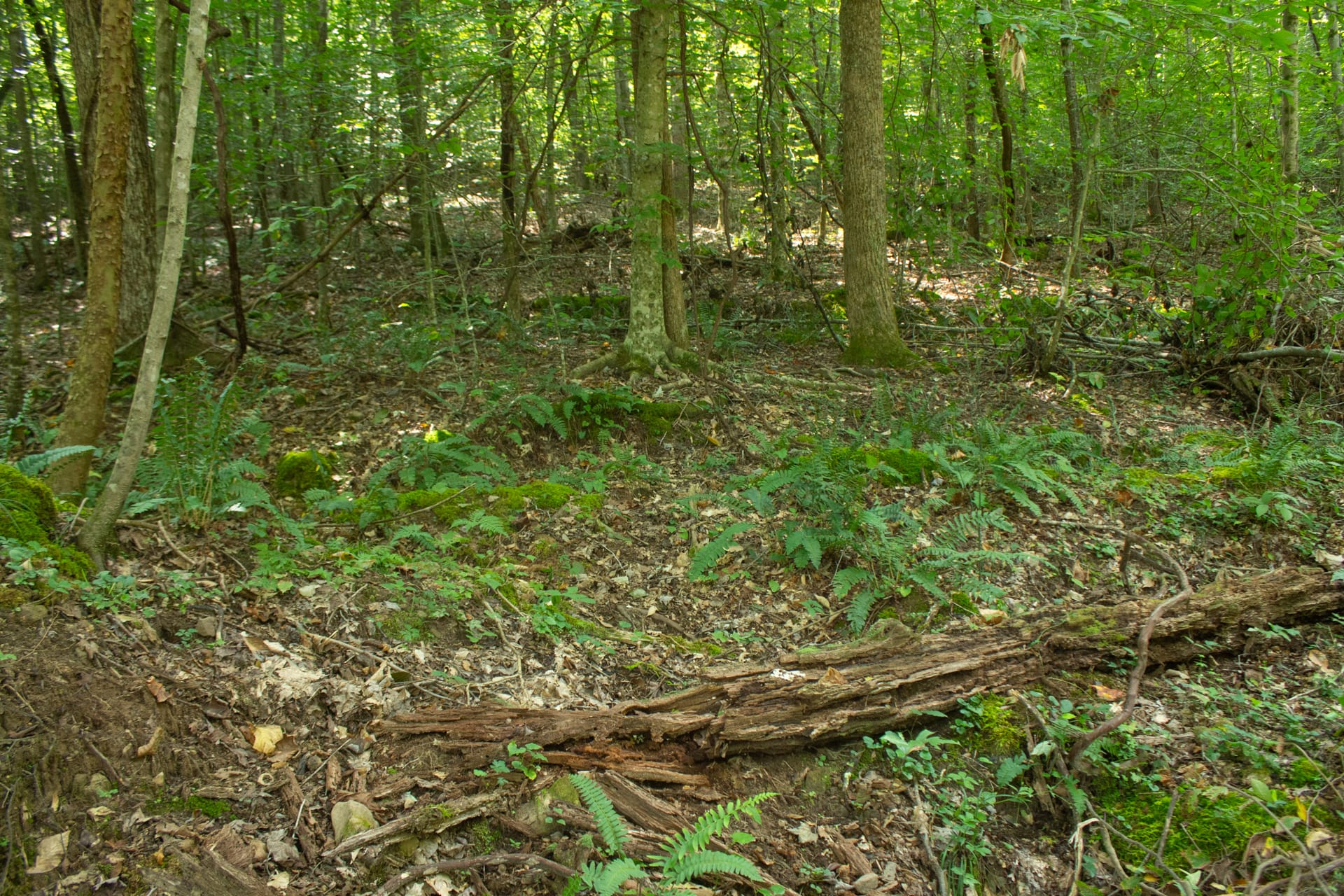 Bluegrass Ridge Tract 10 photo 9
