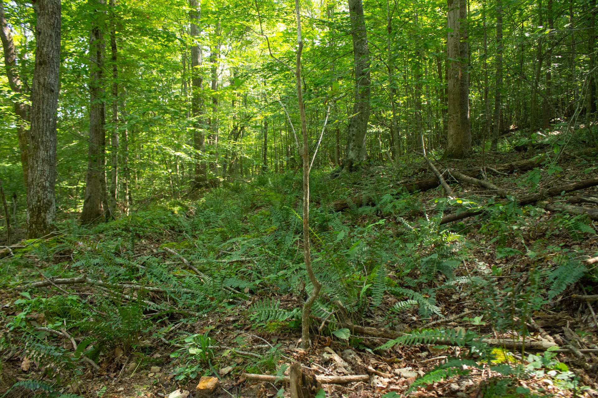 Bluegrass Ridge Tract 10 photo 10