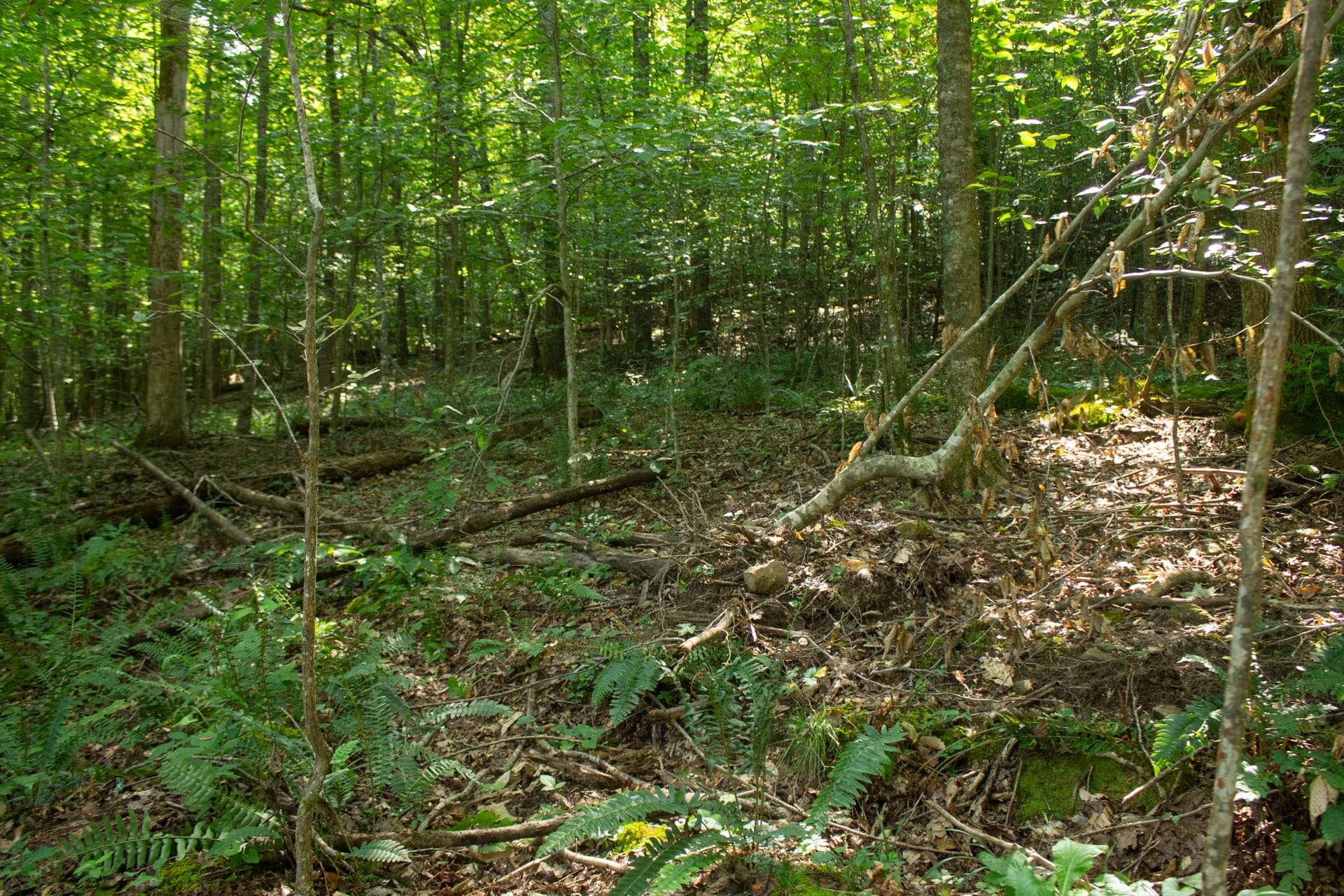 Bluegrass Ridge Tract 10 photo 11