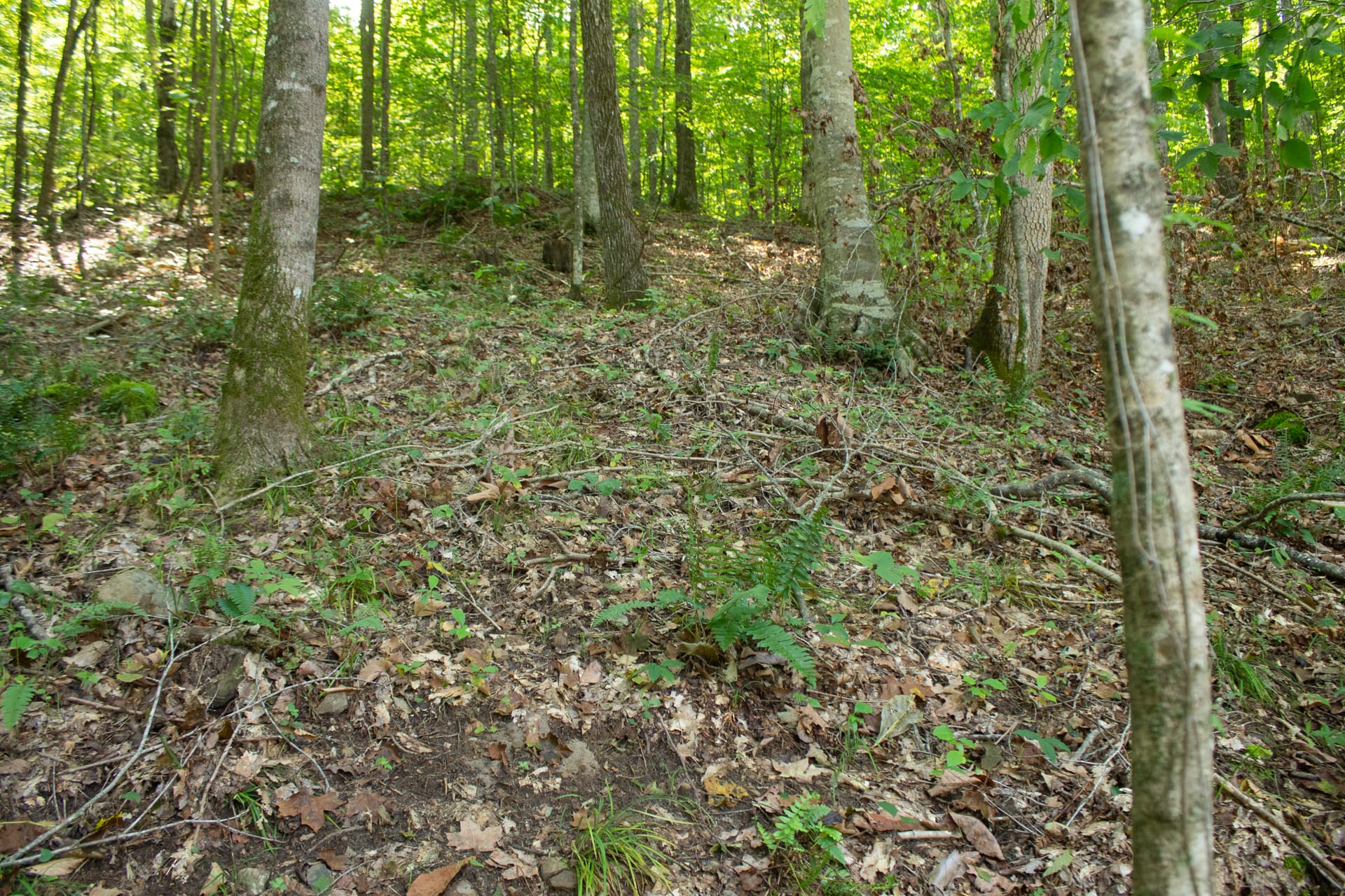 Bluegrass Ridge Tract 10 photo 12