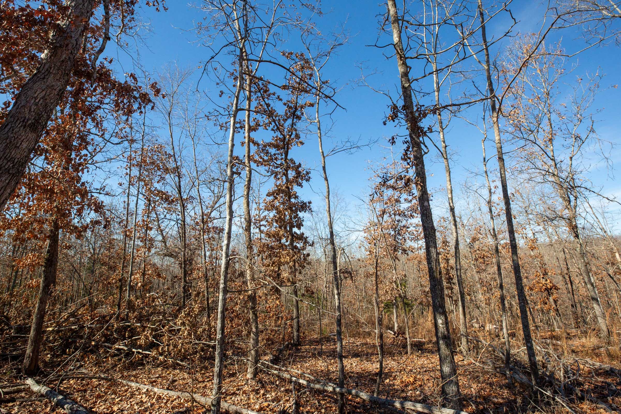 Dutchman Hollow Tract 7 photo 6