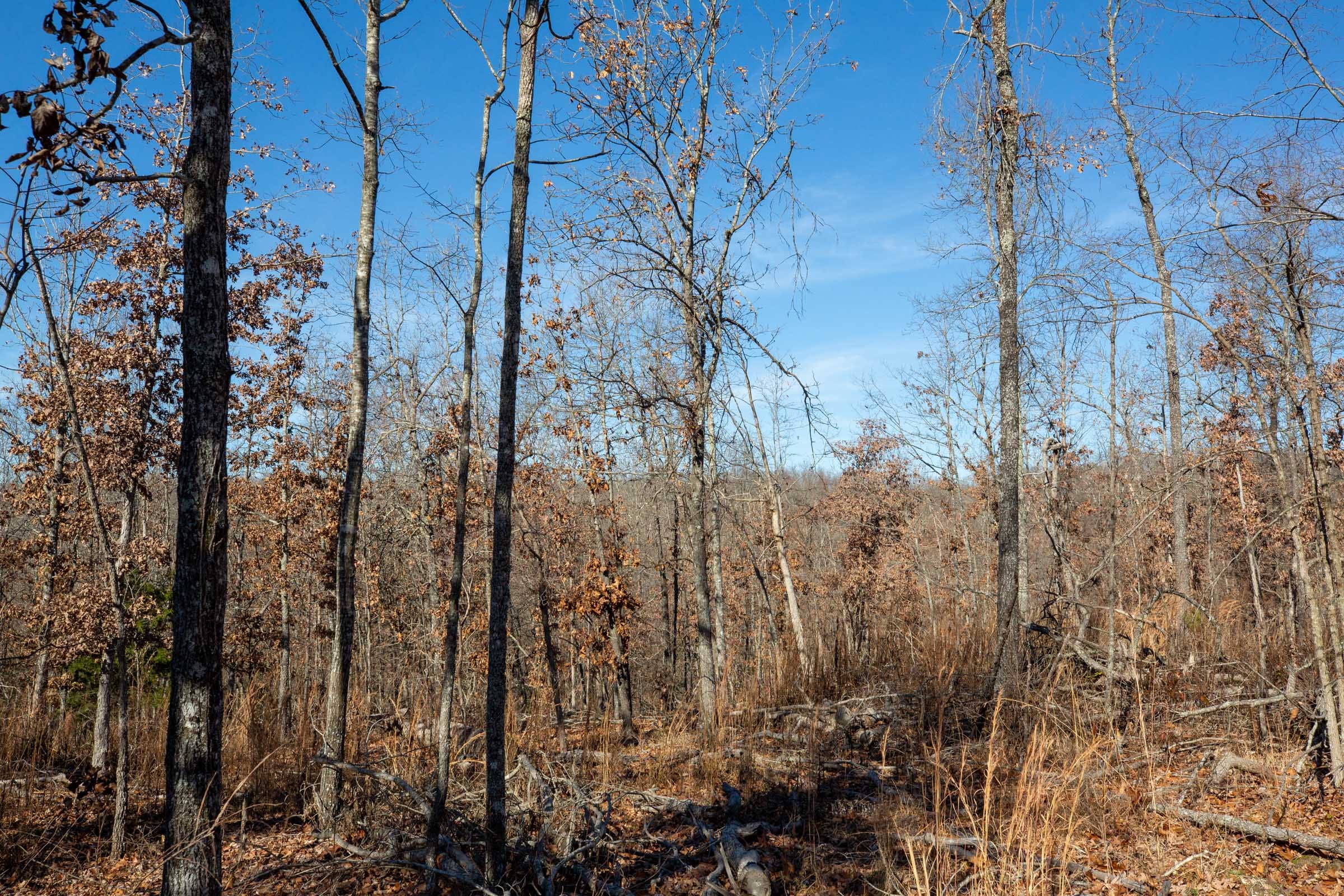 Dutchman Hollow Tract 7 photo 7