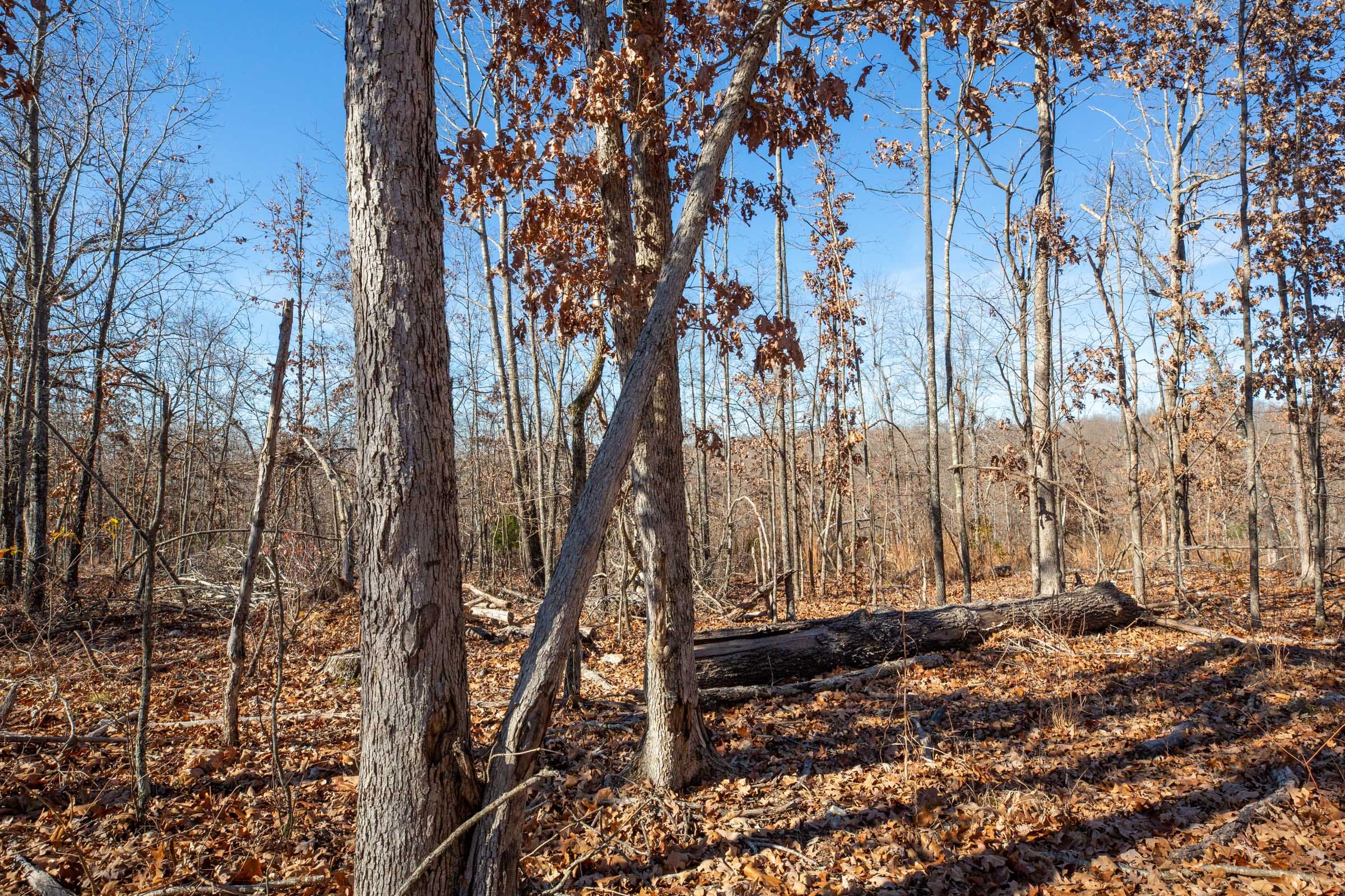 Dutchman Hollow Tract 7 photo 5