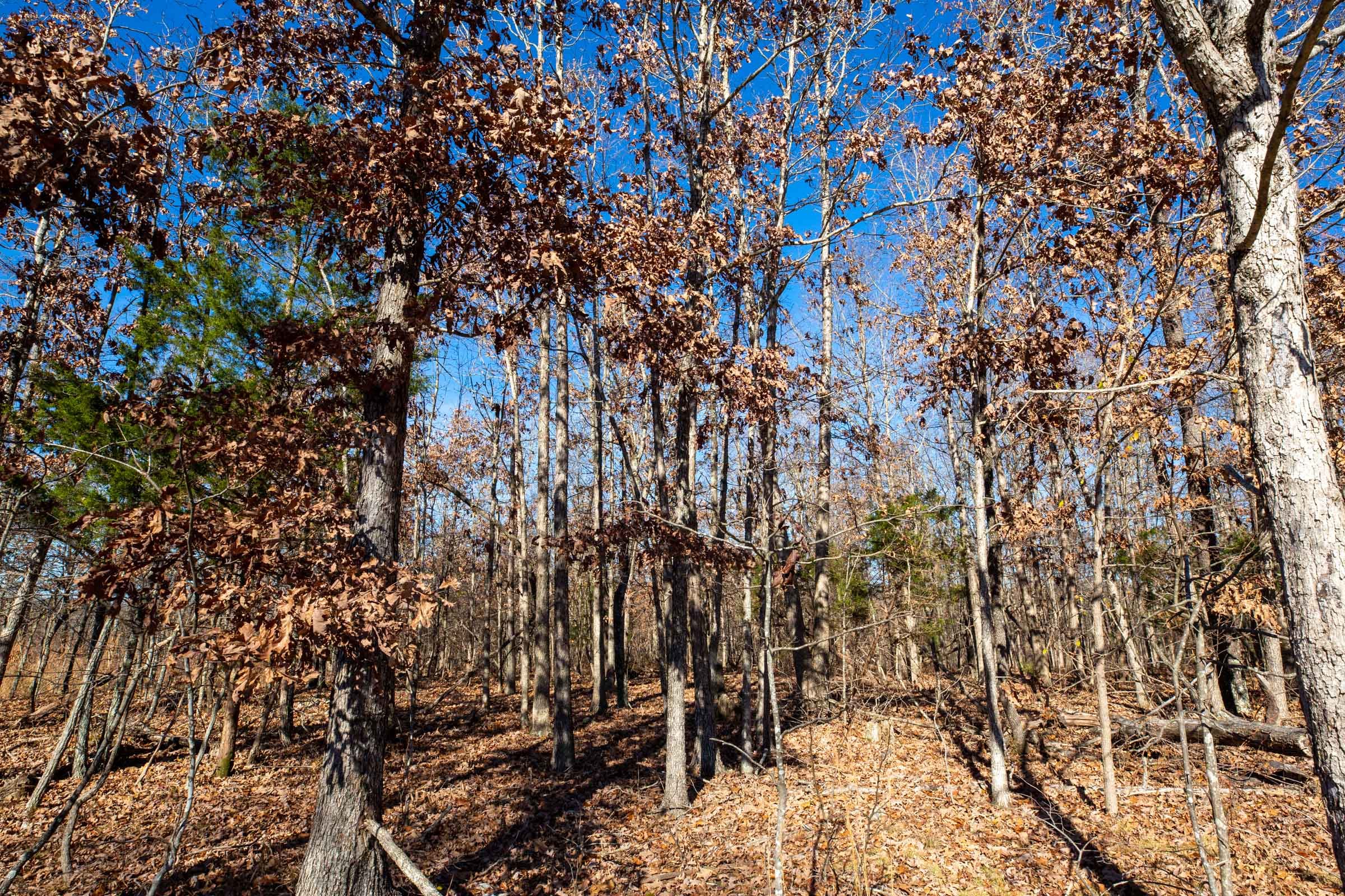 Dutchman Hollow Tract 7 photo 9