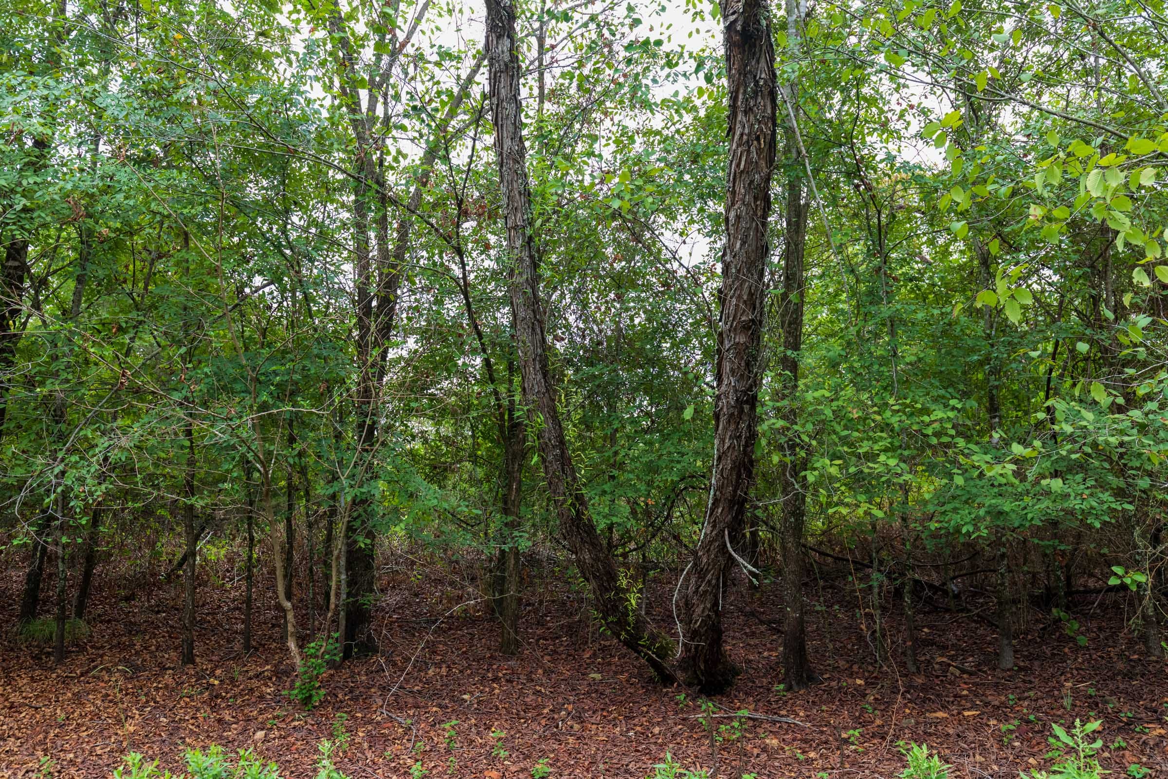 Heritage Bend Tract 8 photo 10