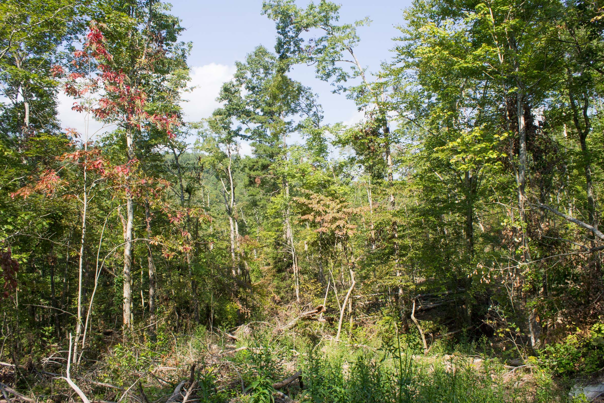 Buck Run Ridge Tract 19 photo 1