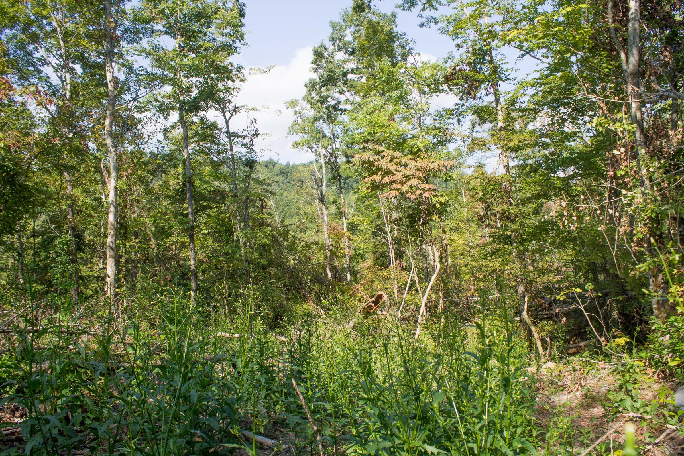 Buck Run Ridge Tract 19 photo 2