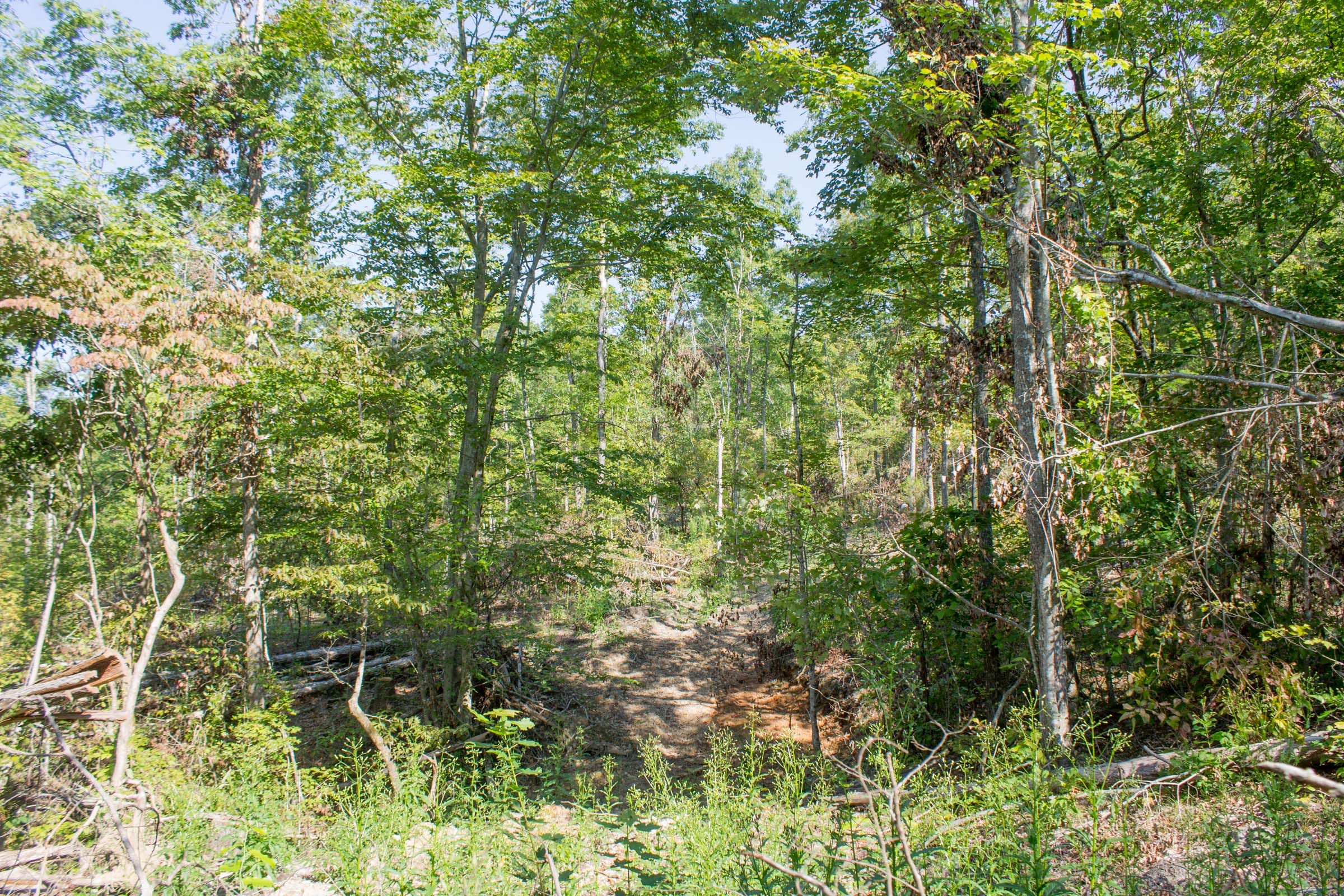 Buck Run Ridge Tract 19 photo 3