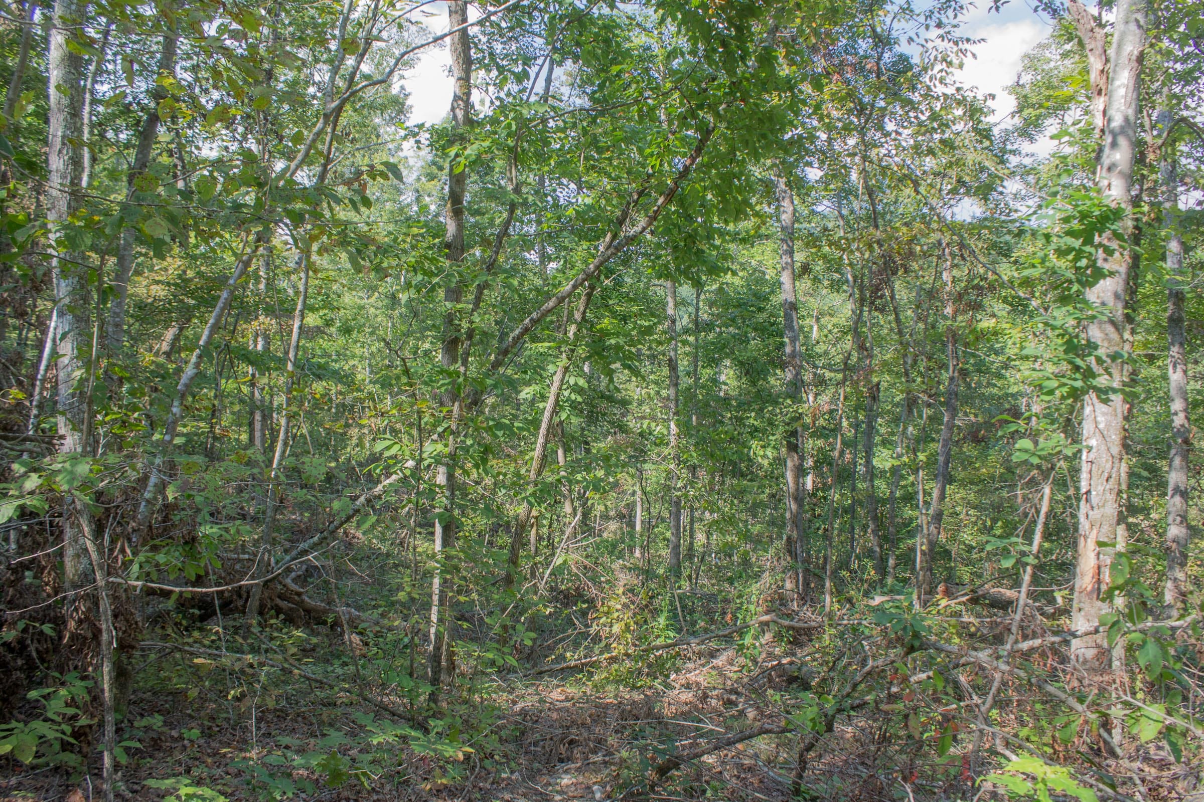 Buck Run Ridge Tract 19 photo 4