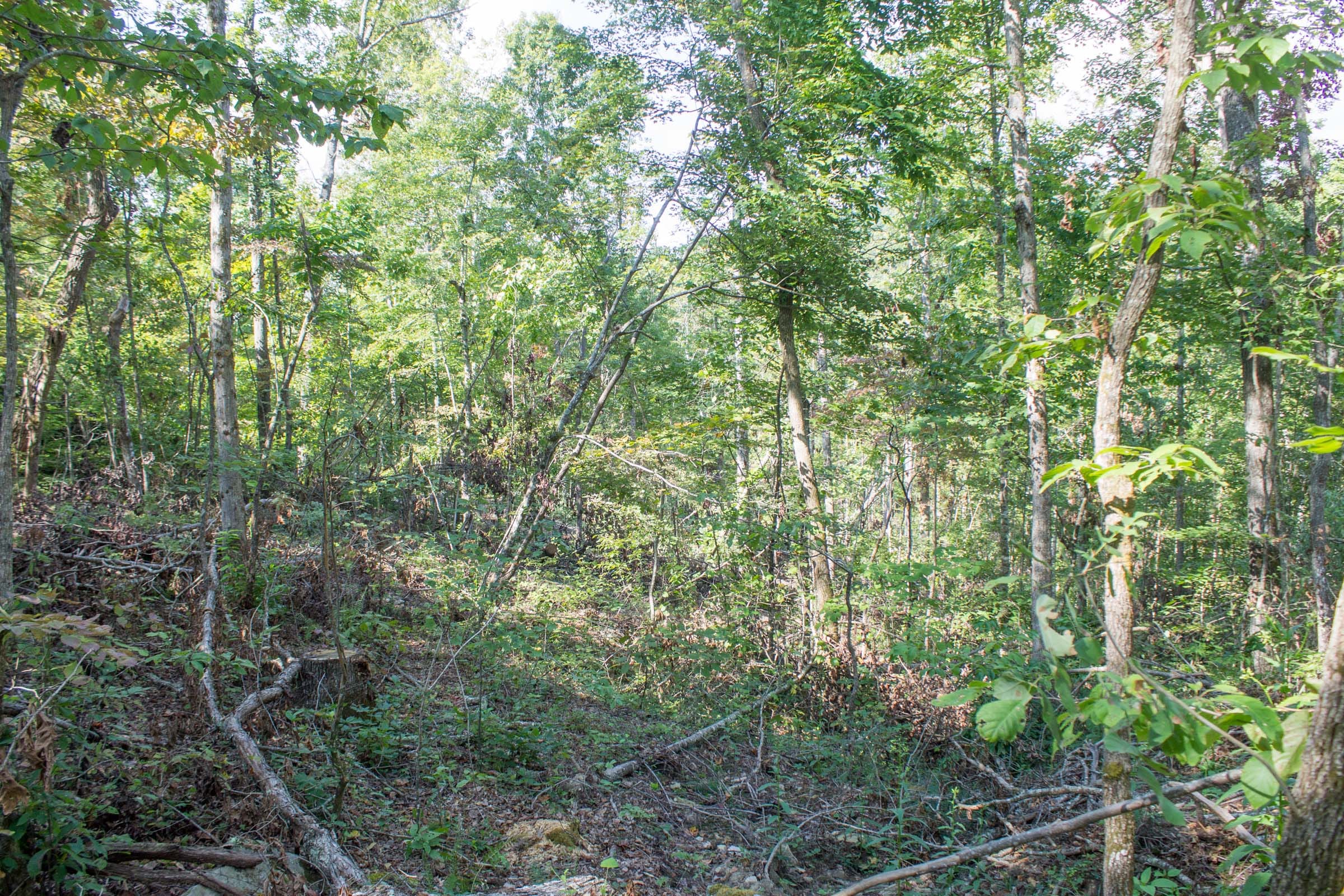 Buck Run Ridge Tract 19 photo 5