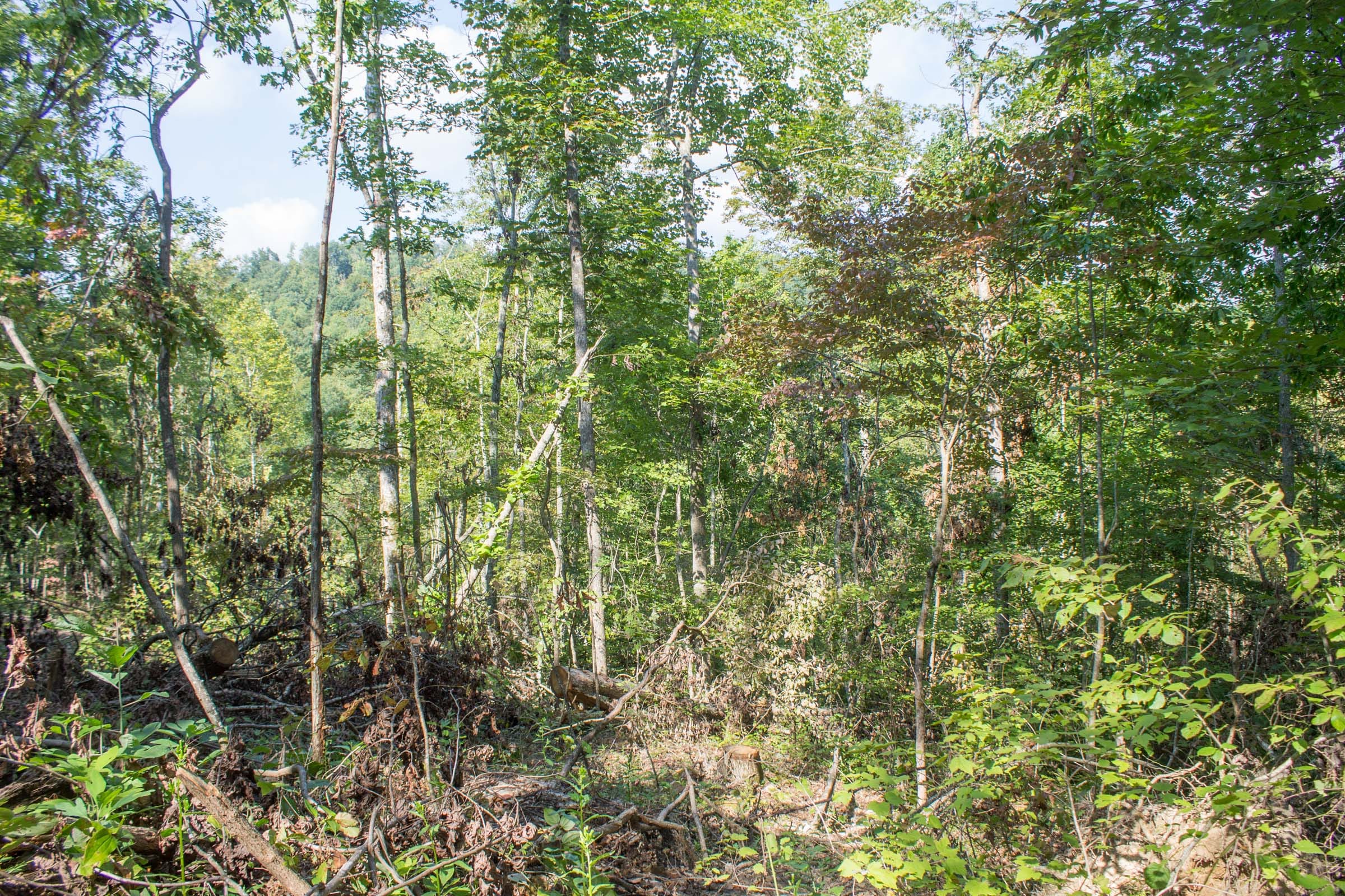 Buck Run Ridge Tract 19 photo 6