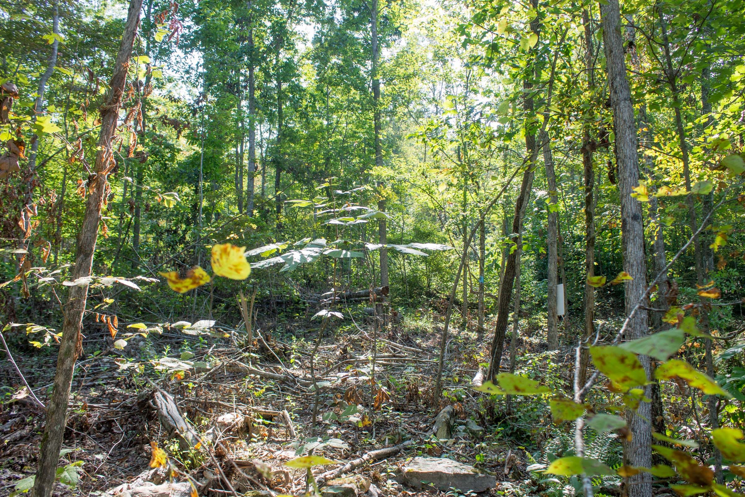 Buck Run Ridge Tract 19 photo 7