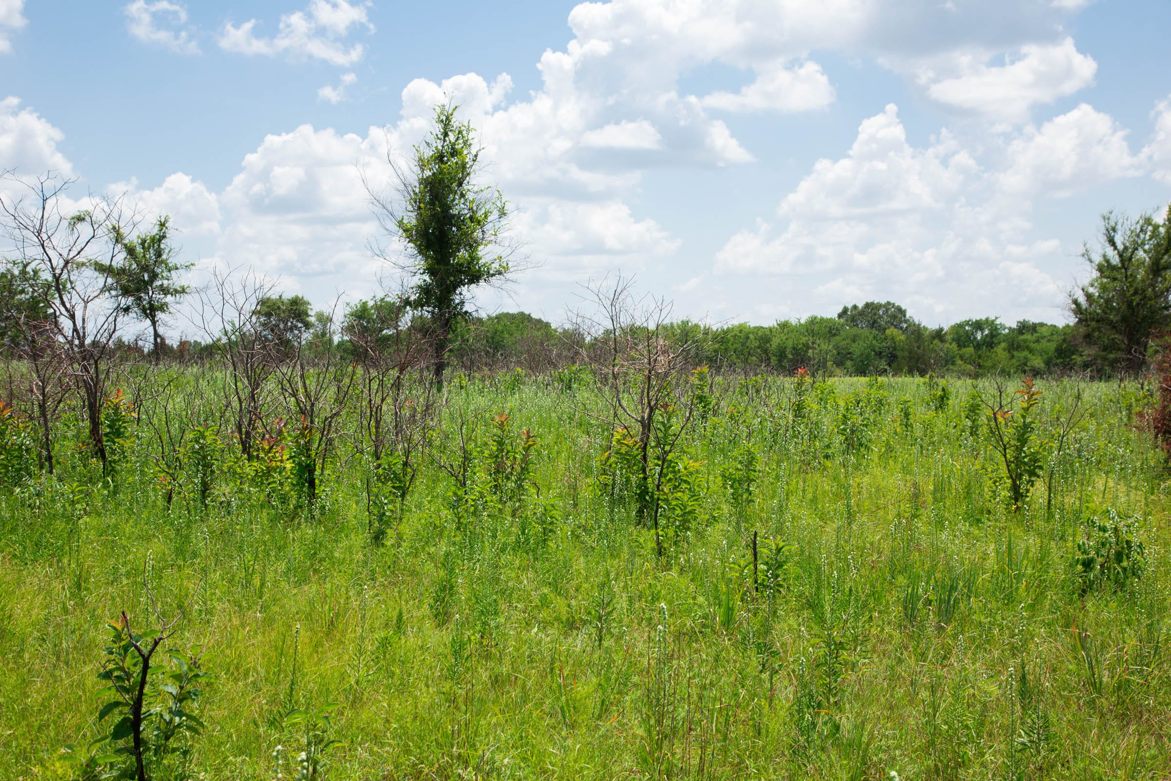 Deep Fork Ranch Tract 23 photo 10