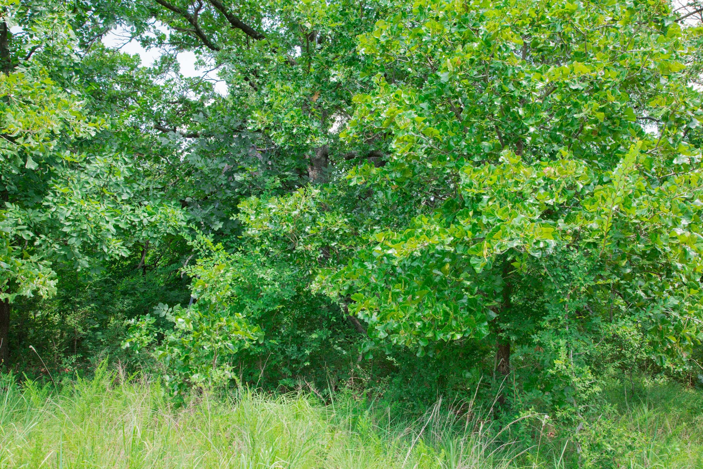 Deep Fork Ranch Tract 23 photo 15