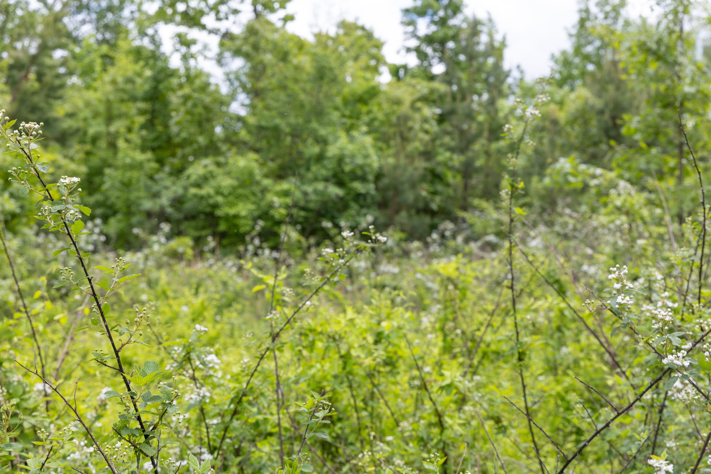 Sleepy Hollow Phase II Tract 83 photo 10