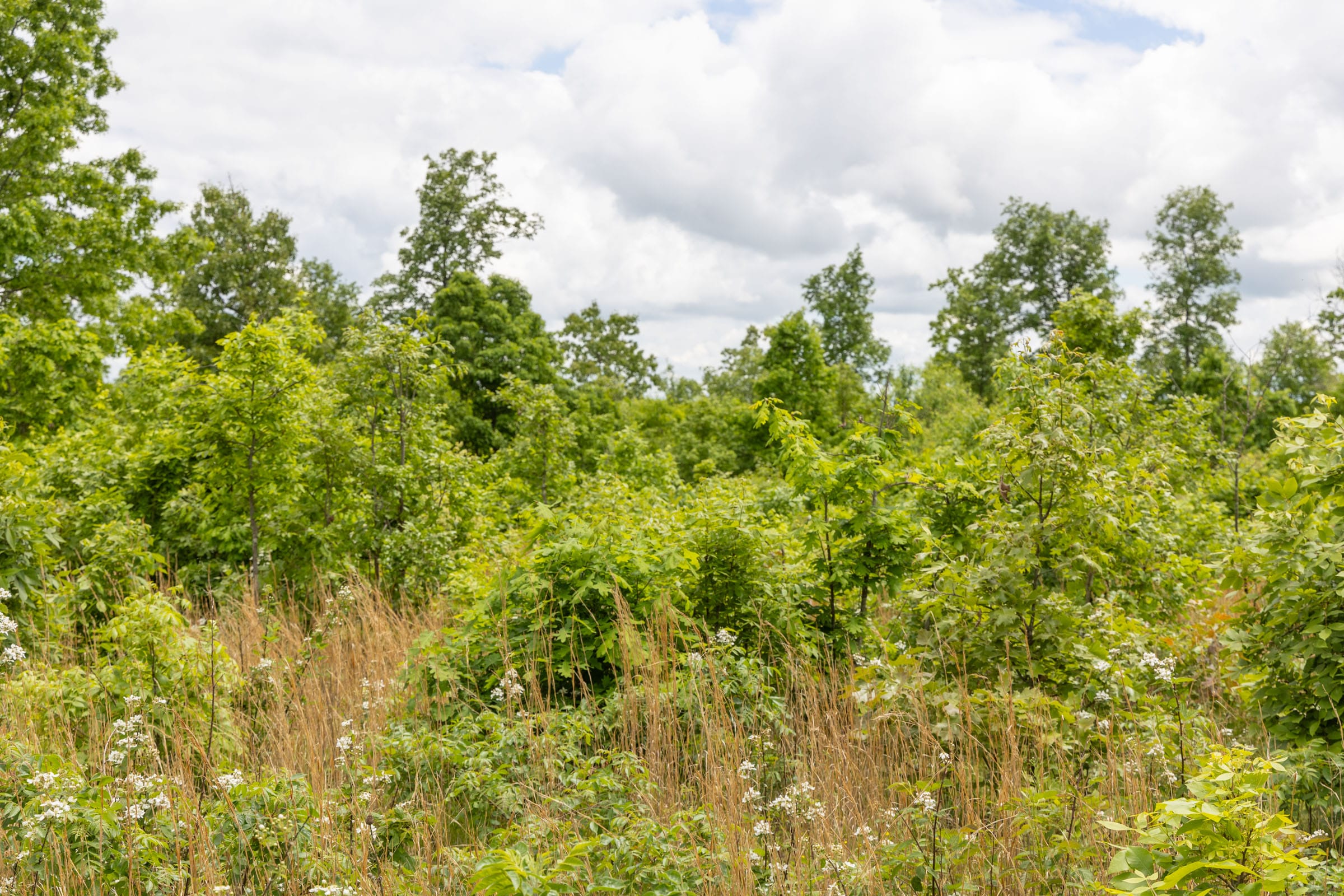 Sleepy Hollow Phase II Tract 83 photo 6