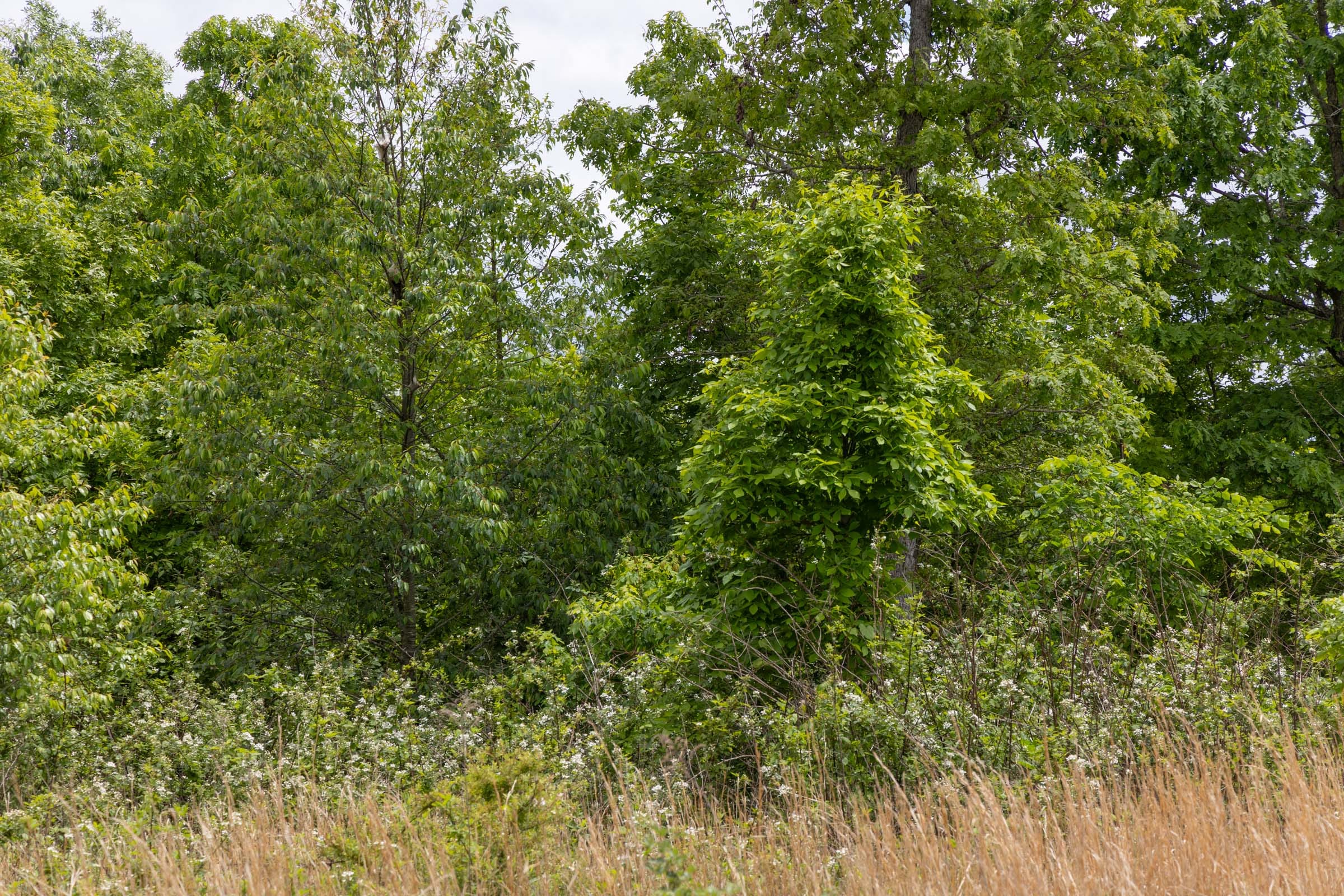 Sleepy Hollow Phase II Tract 83 photo 2