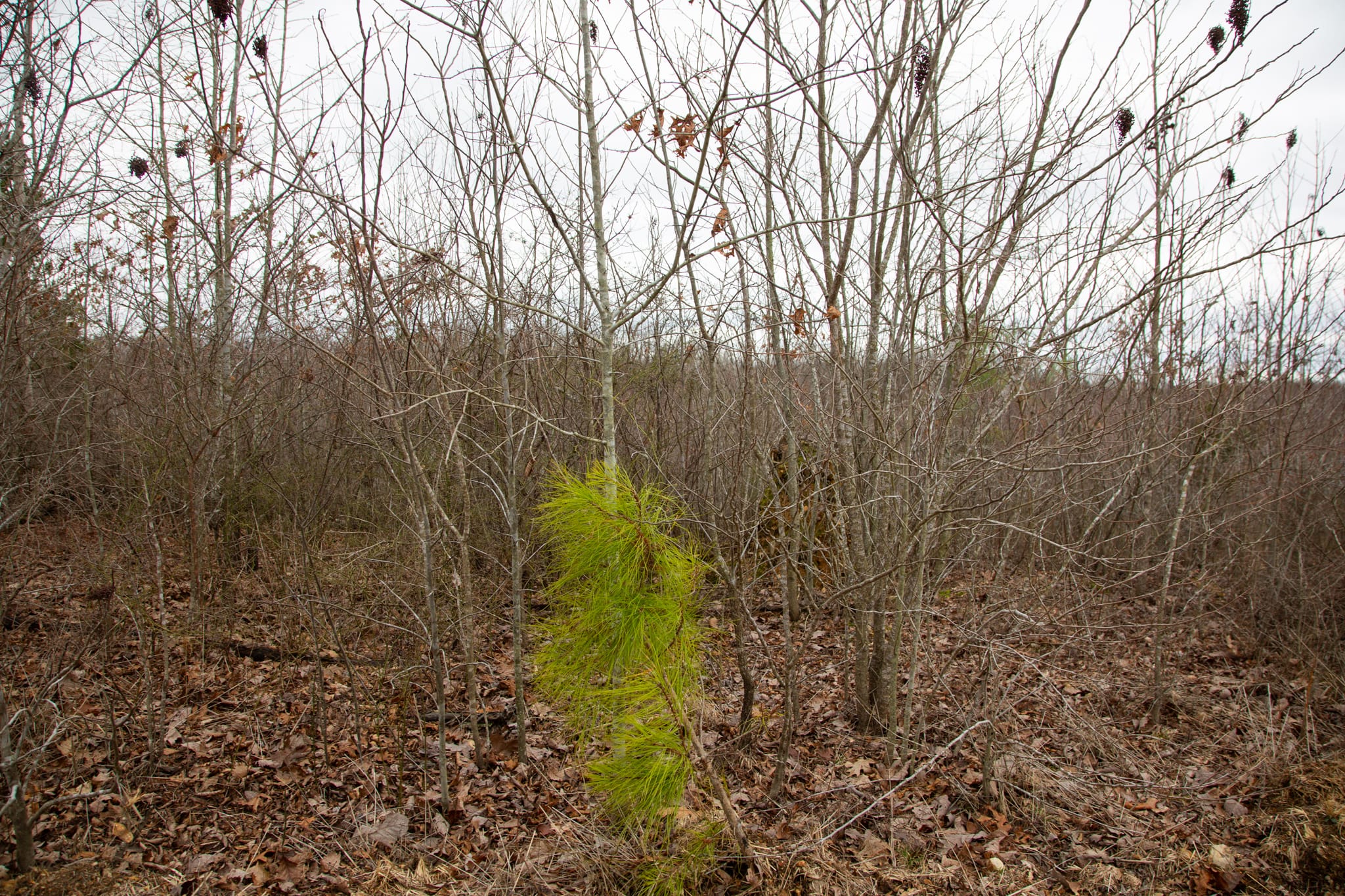 Southwind Ranch Tract 16 photo 3
