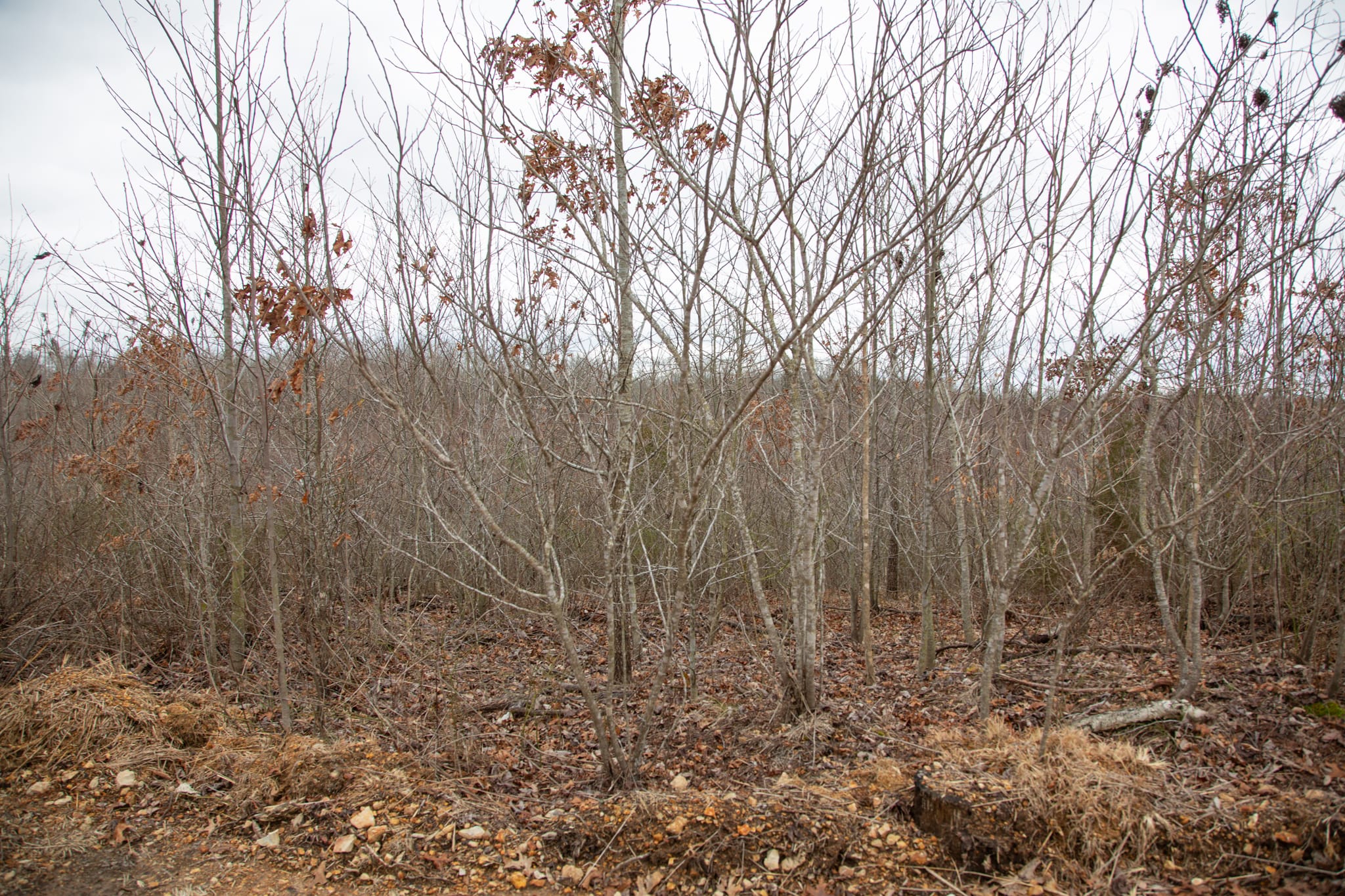 Southwind Ranch Tract 16 photo 4