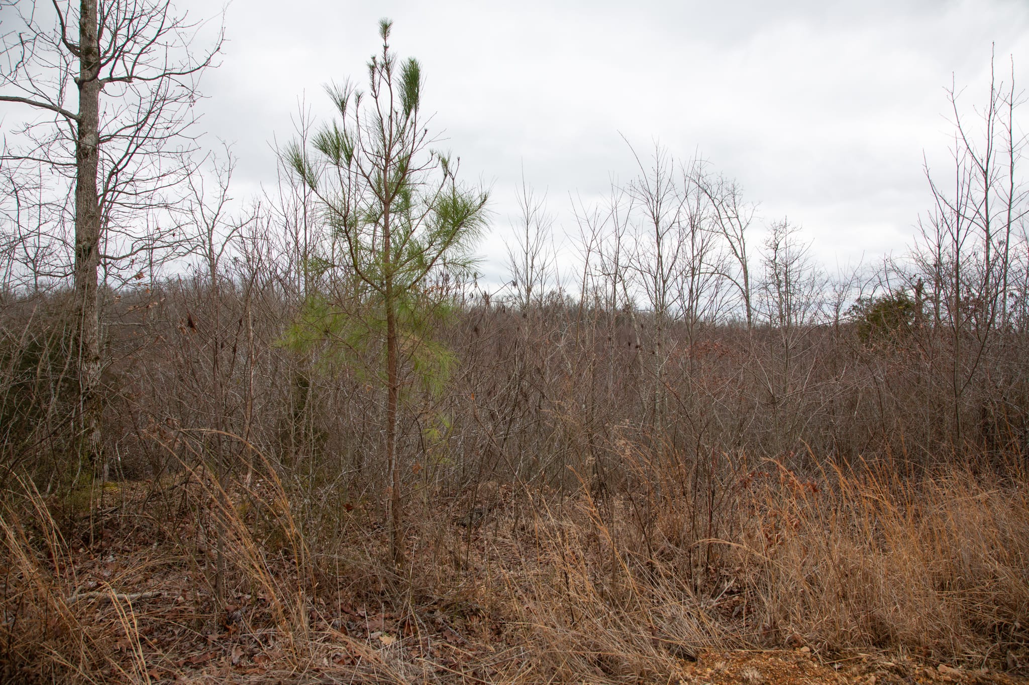 Southwind Ranch Tract 16 photo 5