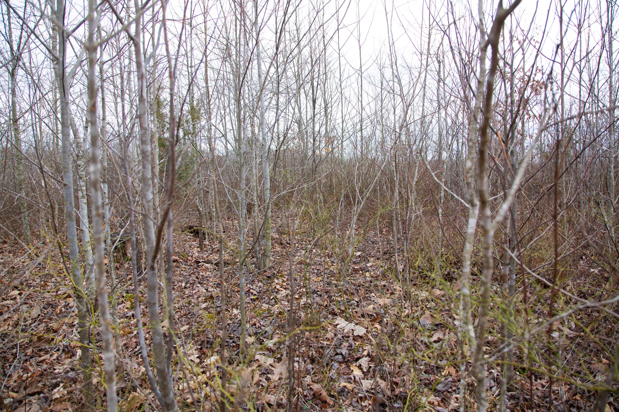 Southwind Ranch Tract 16 photo 9