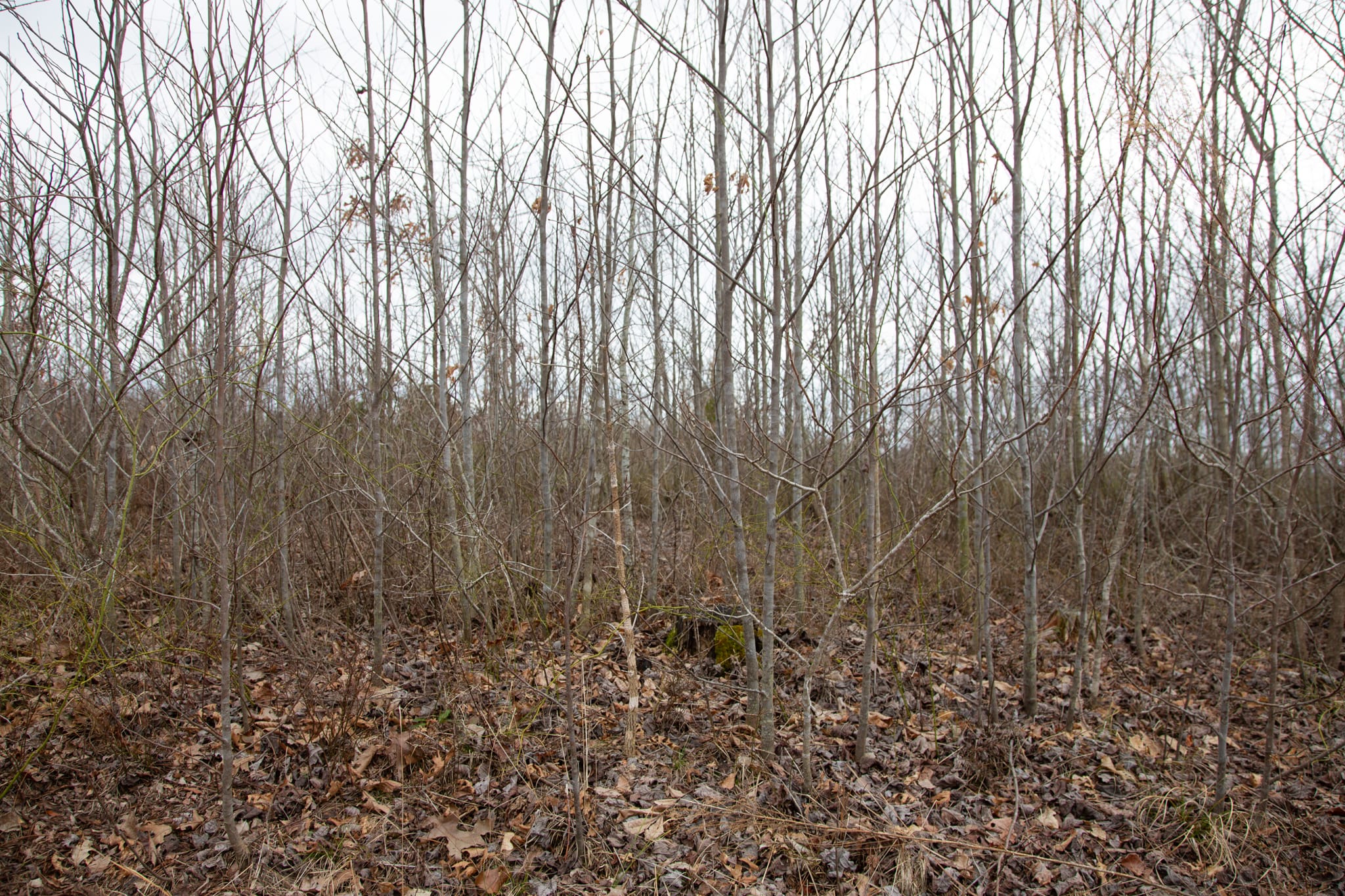 Southwind Ranch Tract 16 photo 10
