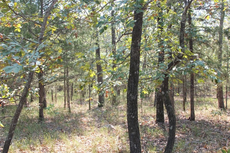 Lake View Ranch Tract 3 photo 4