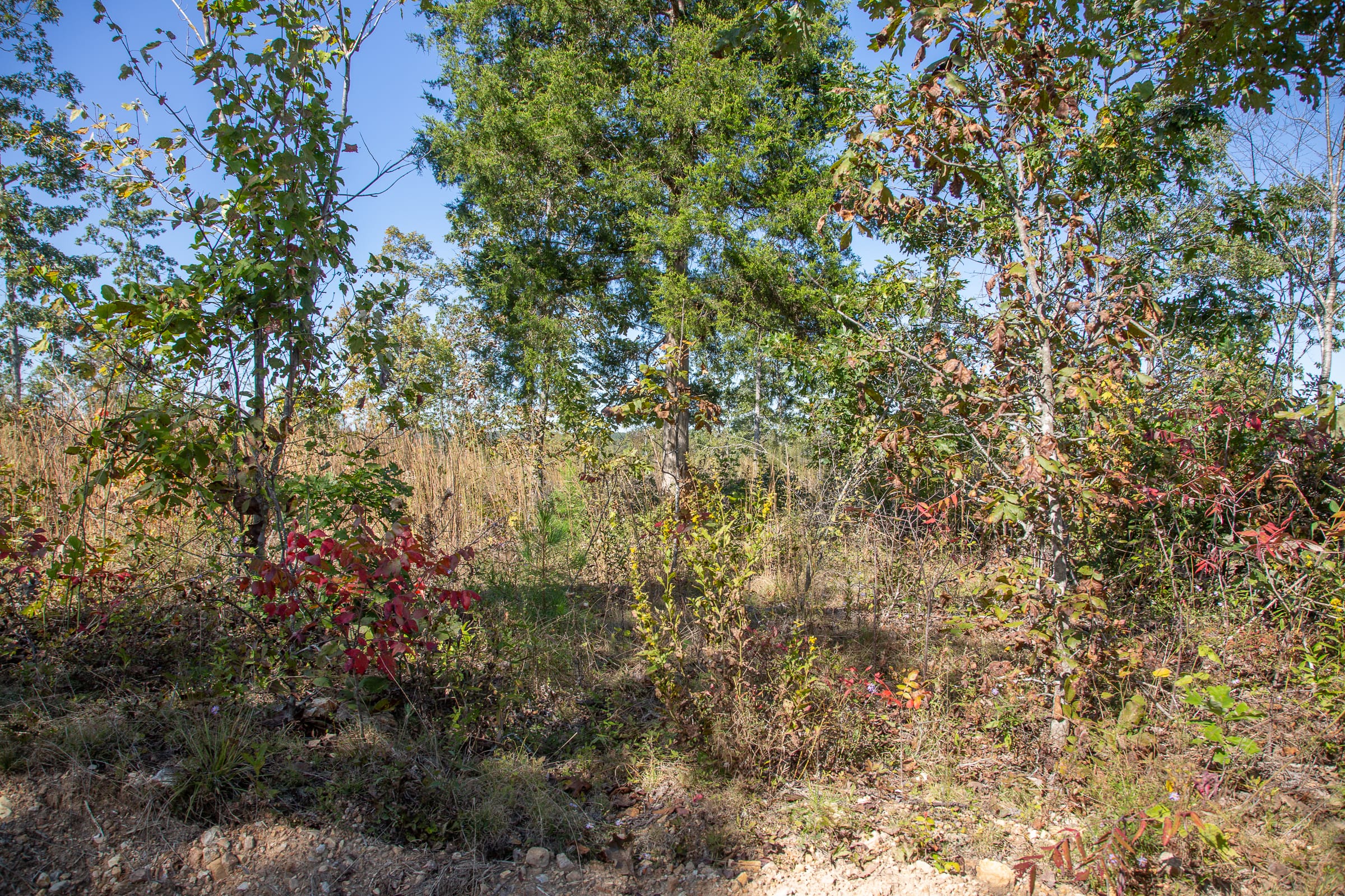 Borgmann’s Hollow Phase IV Tract 105 photo 2
