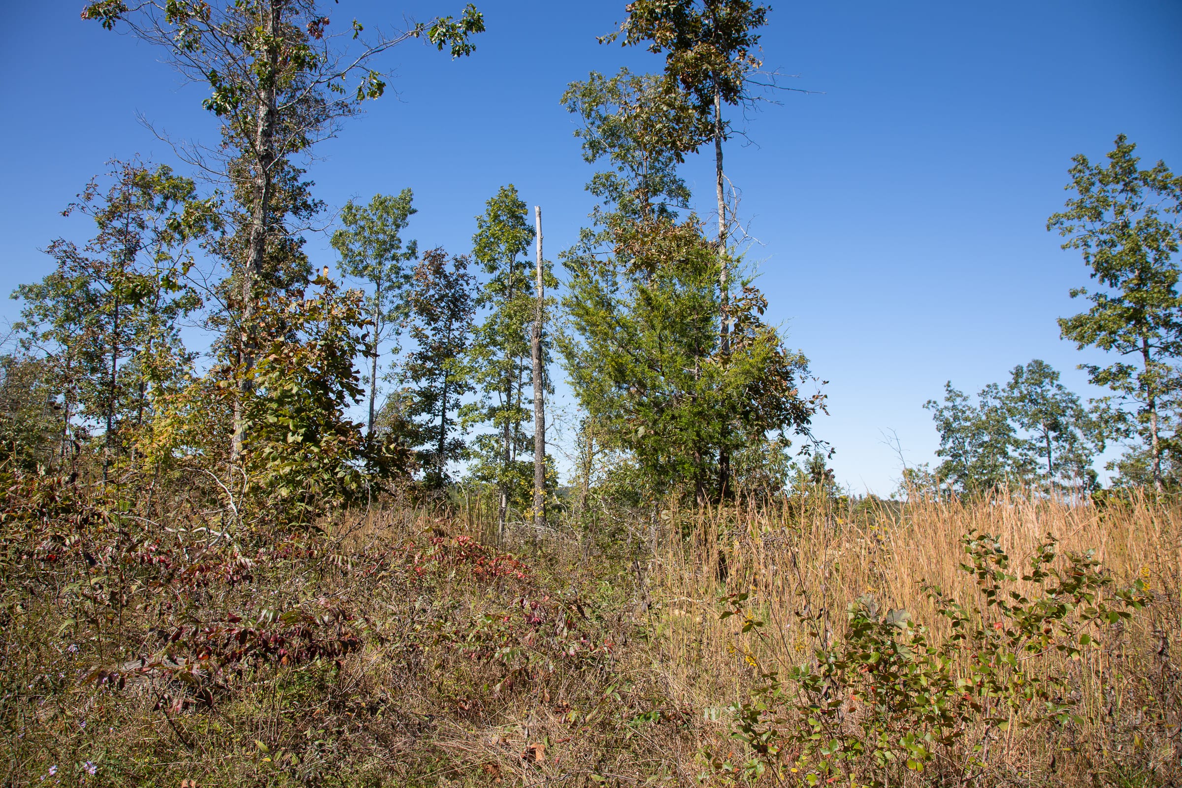 Borgmann’s Hollow Phase IV Tract 105 photo 3
