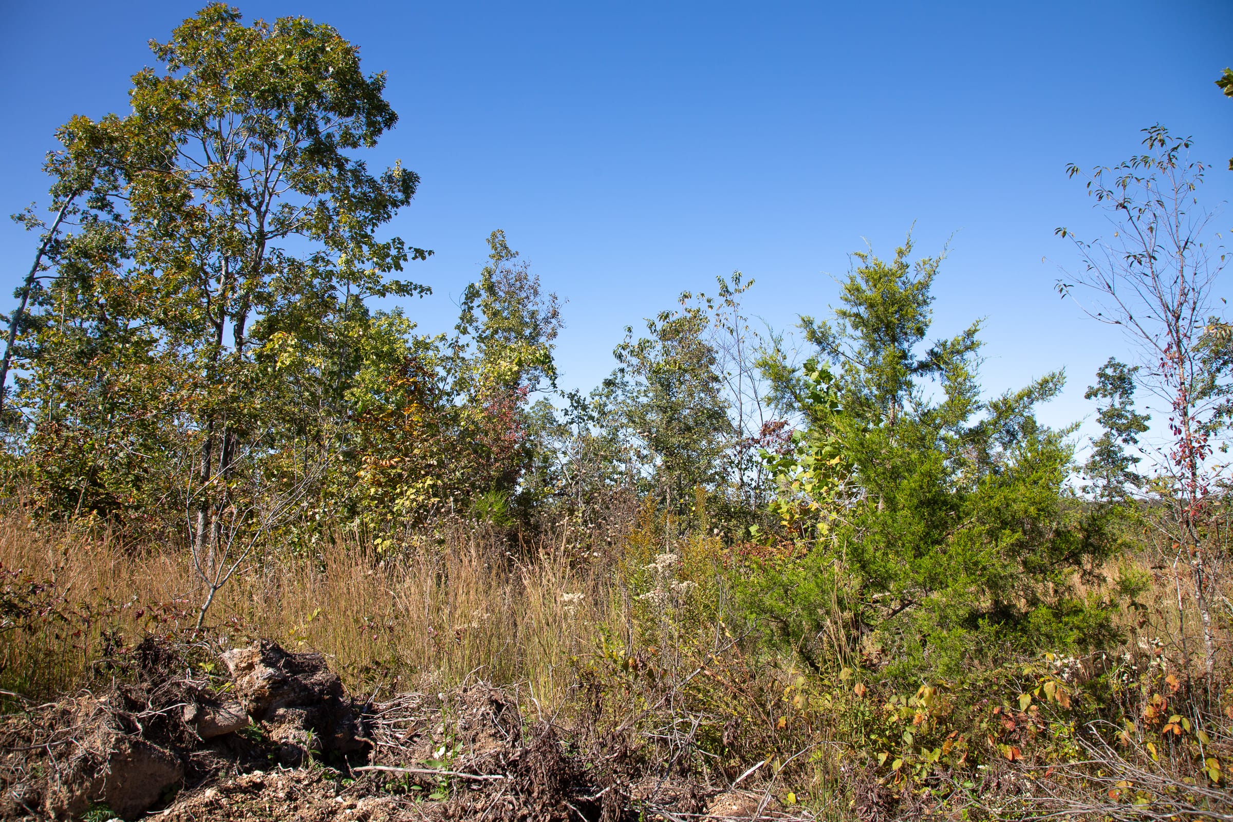 Borgmann’s Hollow Phase IV Tract 105 photo 4