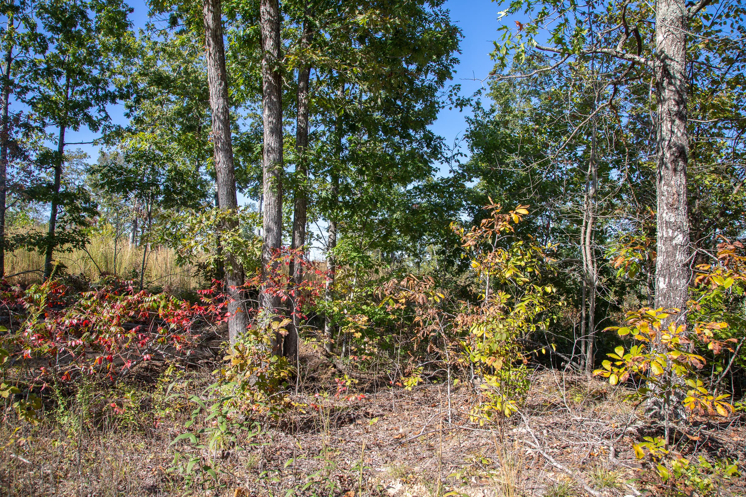 Borgmann’s Hollow Phase IV Tract 105 photo 7