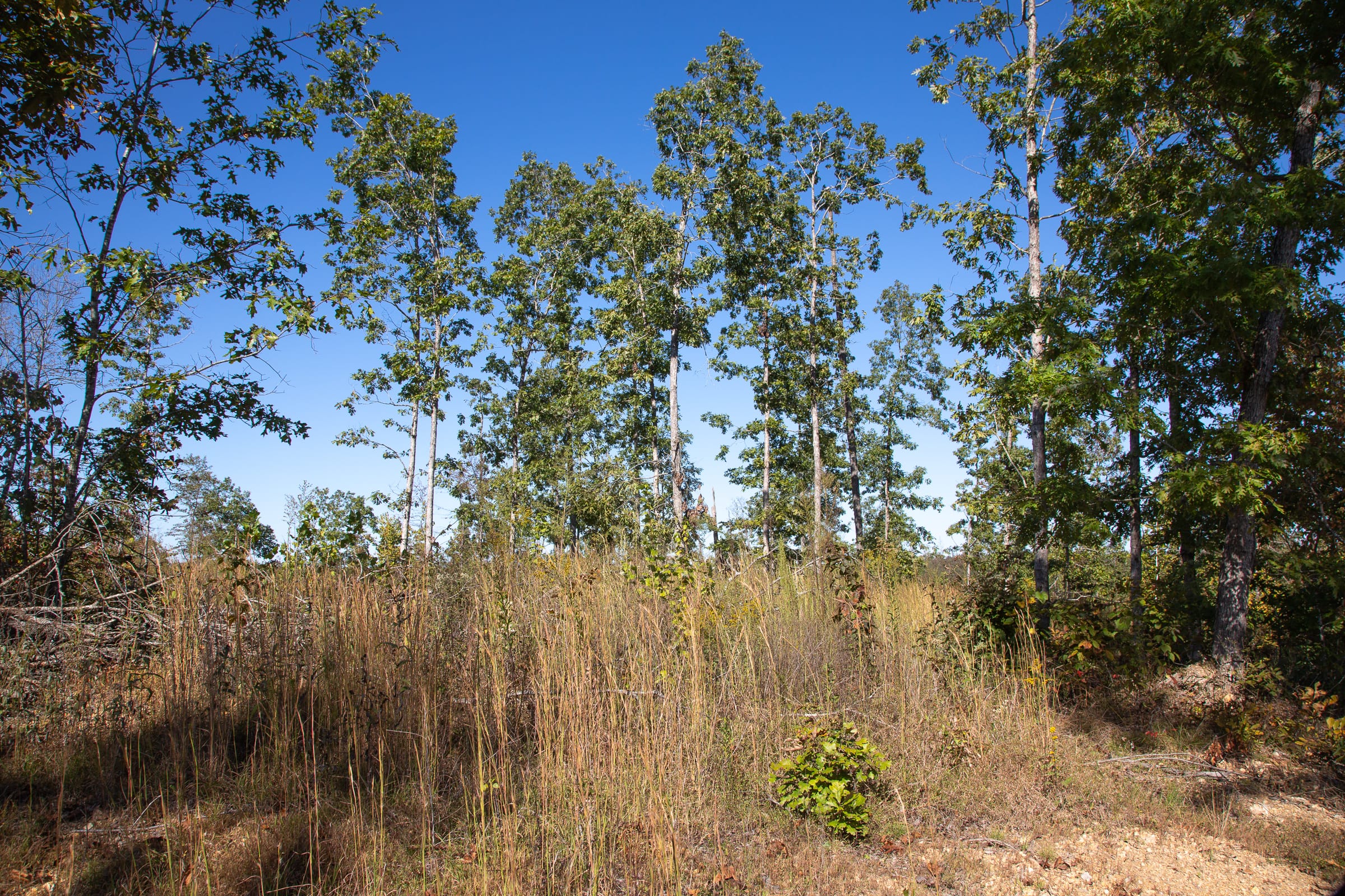 Borgmann’s Hollow Phase IV Tract 105 photo 8